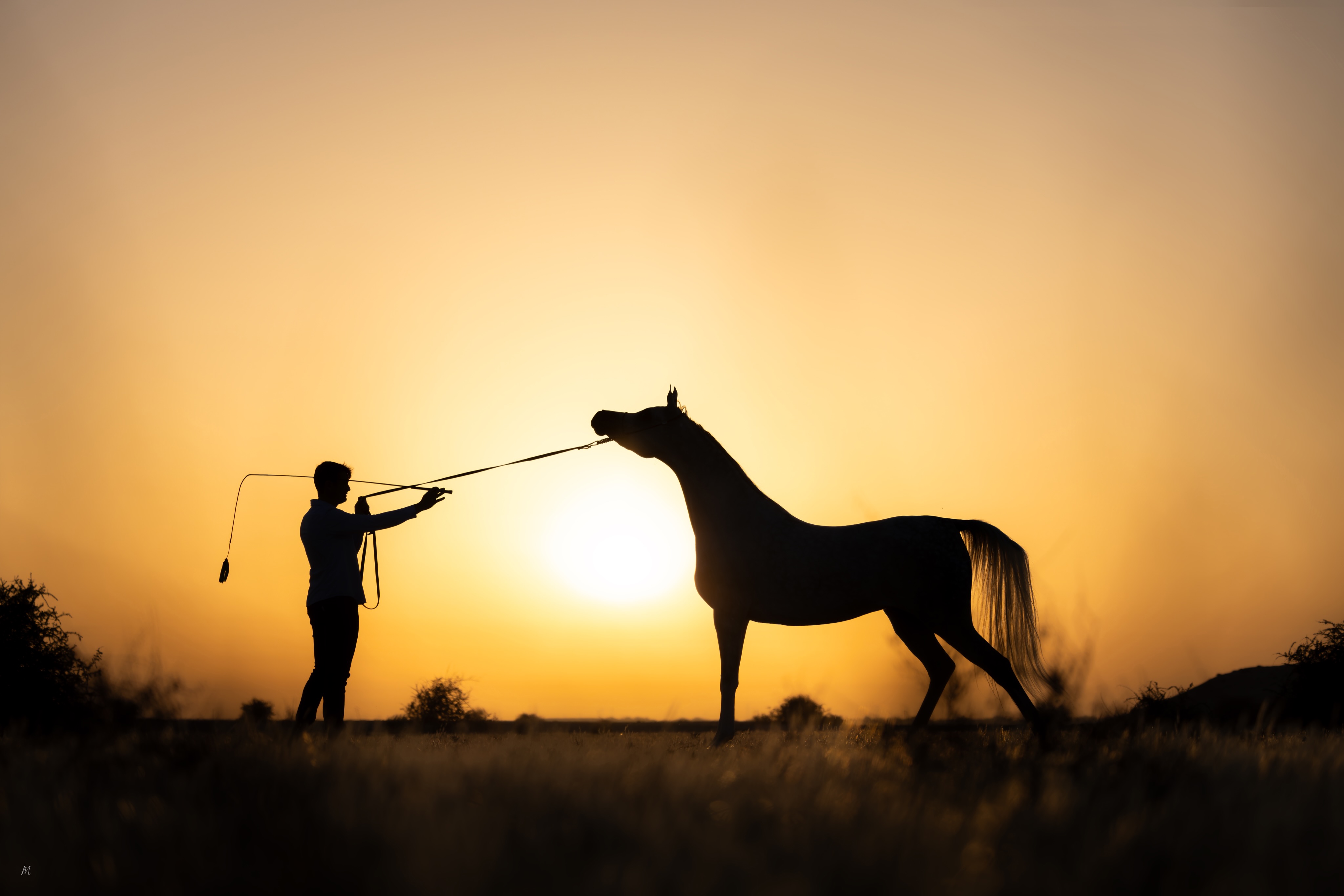 In the quiet moments before the world awakens, greatness is not forced,  it is guided.

At Al Jood Stud, every horse carries a story shaped by patience, trust, vision, and generations of Arabian heritage.

This silhouette against the Qatari sunrise captures more than a training session. It reflects the bond between horse and human, where discipline meets respect, and elegance is developed one moment at a time.

We believe true beauty is not only found in movement or pedigree, but in the spirit behind the horse,  the fire to rise, the willingness to connect, and the character that leaves a lasting impression long after the sun has set.

From the heart of Qatar to arenas across the world, Al Jood Stud remains devoted to preserving and presenting the essence of the Arabian horse with purpose, passion, and pride.
Follow the journey of Al Jood Stud and discover a program where tradition, performance, and vision move together toward the future.

Gateway to the Stars
www.aljoodstud.com

@photography_maxinewellens 📸

#Qatar #ArabianHorses #HorseTraining #HorsePhotography #EquineExcellence