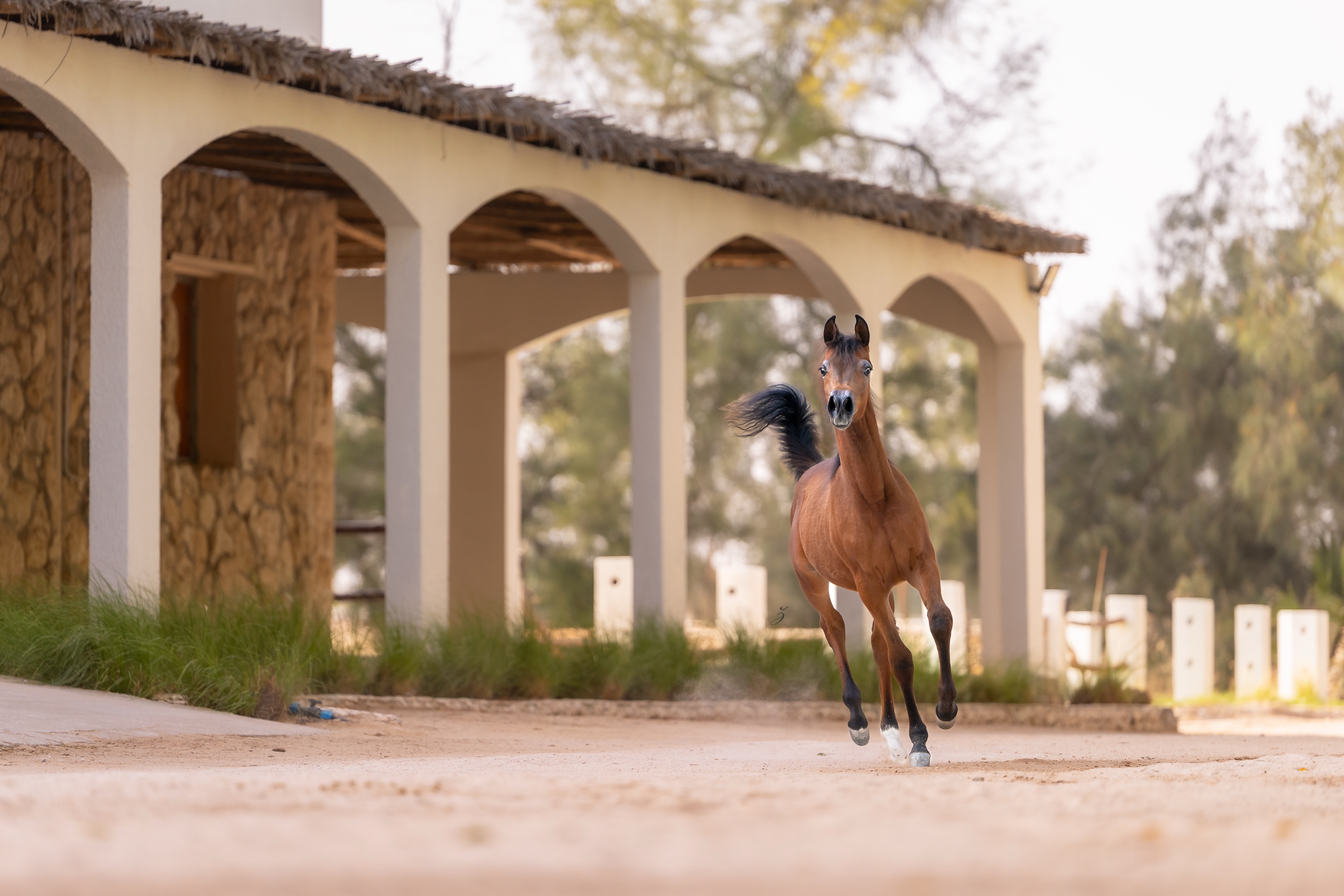 She does not yet know the weight of her own beauty… and perhaps that is what makes this season so magical.

With the desert beneath her feet and the wind dancing through her mane, Etna Al Jood moves with the kind of freedom that cannot be taught, only inherited.

This 2026 born filly is sired by the exceptional El Tino (DA Valentino x Imprimista CF by Bey Imprimis), and out of our cherished homebred mare Elba Al Jood (Shanghai EA x AJ Ebtisam by Al Ayal AA and Elettra), Etna carries generations of world-class Arabian horse bloodlines shaped by elegance, presence, and heart.

There is something captivating about watching a young Arabian filly discover herself, the curiosity, the fire, the quiet moments where personality begins to shine through. In Etna, we see a beautiful balance of refinement and strength, softness and spirit.

At Al Jood Stud, these are the moments we treasure most; not only the legacy behind them, but the future unfolding with every stride. 

Proudly bred and owned by Al Jood Stud.
Gateway to the Stars
www.aljoodstud.com

@photography_ziggywellens 📸

#ArabianHorse #ArabianFilly #ArabianFoal #ArabianHorseBreeding #EquinePhotography