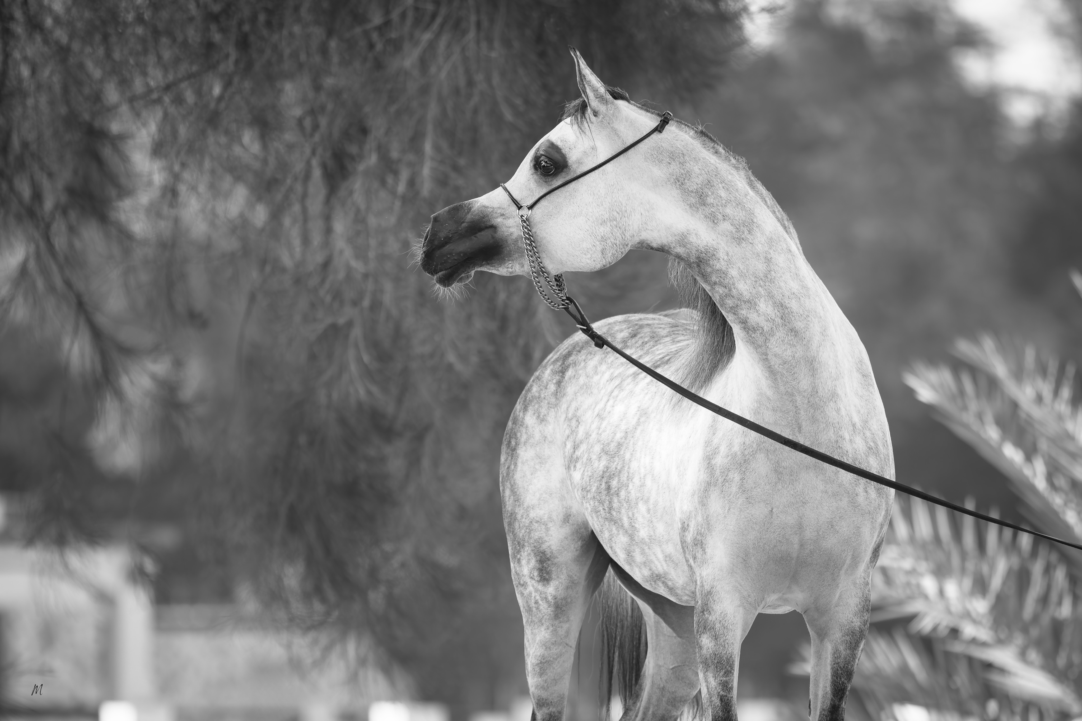 The Shape of What is Yet to Come

There is something captivating about a young Arabian mare standing at the beginning of her journey, a presence not yet fully revealed, yet impossible to ignore. EKS Naadirah carries that feeling effortlessly. In every glance, every curve of her silhouette, there is both softness and fire, the delicate balance that gives the Purebred Arabian its timeless allure.

This monochrome portrait strips away distraction and leaves only essence. The refinement of her features, the elegant arch of her neck, the quiet intelligence in her expression, all speak of a young 2023 born mare growing into her own identity beneath the skies of Qatar.

Sired by Barjass Al Zobair and out of EKS Naderina, Naadirah carries a pedigree rich in beauty, charisma, and enduring Arabian character. Yet beyond lineage, there is individuality, a spirit uniquely her own that continues to emerge with every passing season.

At Al Jood Stud, the future is not rushed. It is nurtured patiently, allowing horses like EKS Naadirah the space to mature, develop, and write their own chapter within the continuing story of the Arabian horse.

Some horses demand attention.
Others leave an impression long after they are gone.
EKS Naadirah was born to do both.

Proudly owned by Al Jood Stud
Gateway to the Stars
www.aljoodstud.com

@photography_maxinewellens 📸

#PurebredArabian #ArabianHorse #ArabianHorseBreeding #ArabianHorsePhotography #EquinePhotography