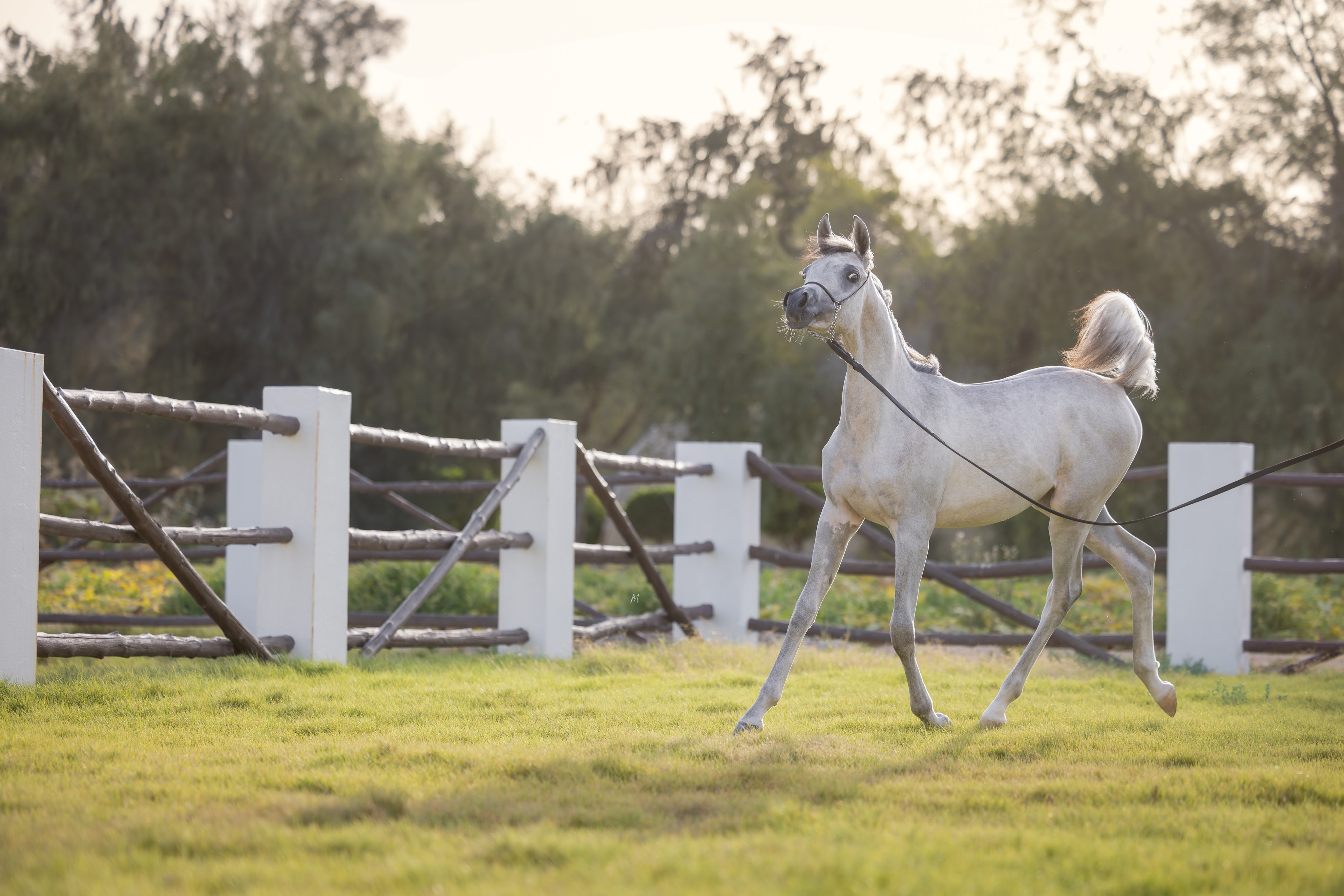 Where Legacy Begins to Speak

There is something deeply captivating about watching a young Straight Egyptian filly begin to discover her place in the world, and Raneem Al Jood continues to do just that with every passing day at Al Jood Stud.

Graceful, curious, and growing beautifully into herself, Raneem carries the unmistakable character of her treasured bloodlines. As the first daughter of Maraam Al Jood, she already reflects the femininity, elegance, and calm strength that define her dam, while her sire line brings the unmistakable presence and authenticity so valued within the Straight Egyptian Arabian horse.

Sired by Nasser Al Rayyan, son of the renowned Sinan Al Rayyan and out of Nadrah Al Rayyan, Raneem represents generations of carefully preserved heritage, purity, and desert type. Through Maraam Al Jood, by Marajh KA and out of RSL Faith, she carries refinement, athleticism, and enduring beauty that continue to shape the vision of Al Jood Stud.

Each new photograph captures another glimpse of her unfolding journey, the fine features, expressive eyes, and natural balance that make the Straight Egyptian Arabian such a timeless treasure. She is still young, yet already carries a presence that quietly draws attention.

For us, Raneem Al Jood is more than a filly. She is a continuation of legacy, passion, and the enduring spirit of the Arabian horse.

Proudly bred and owned by Al Jood Stud
Gateway to the Stars
www.aljoodstud.com

@photography_maxinewellens 📸

#StraightEgyptian #StraightEgyptianArabian #ArabianHorse #ArabianHorses #EgyptianArabian