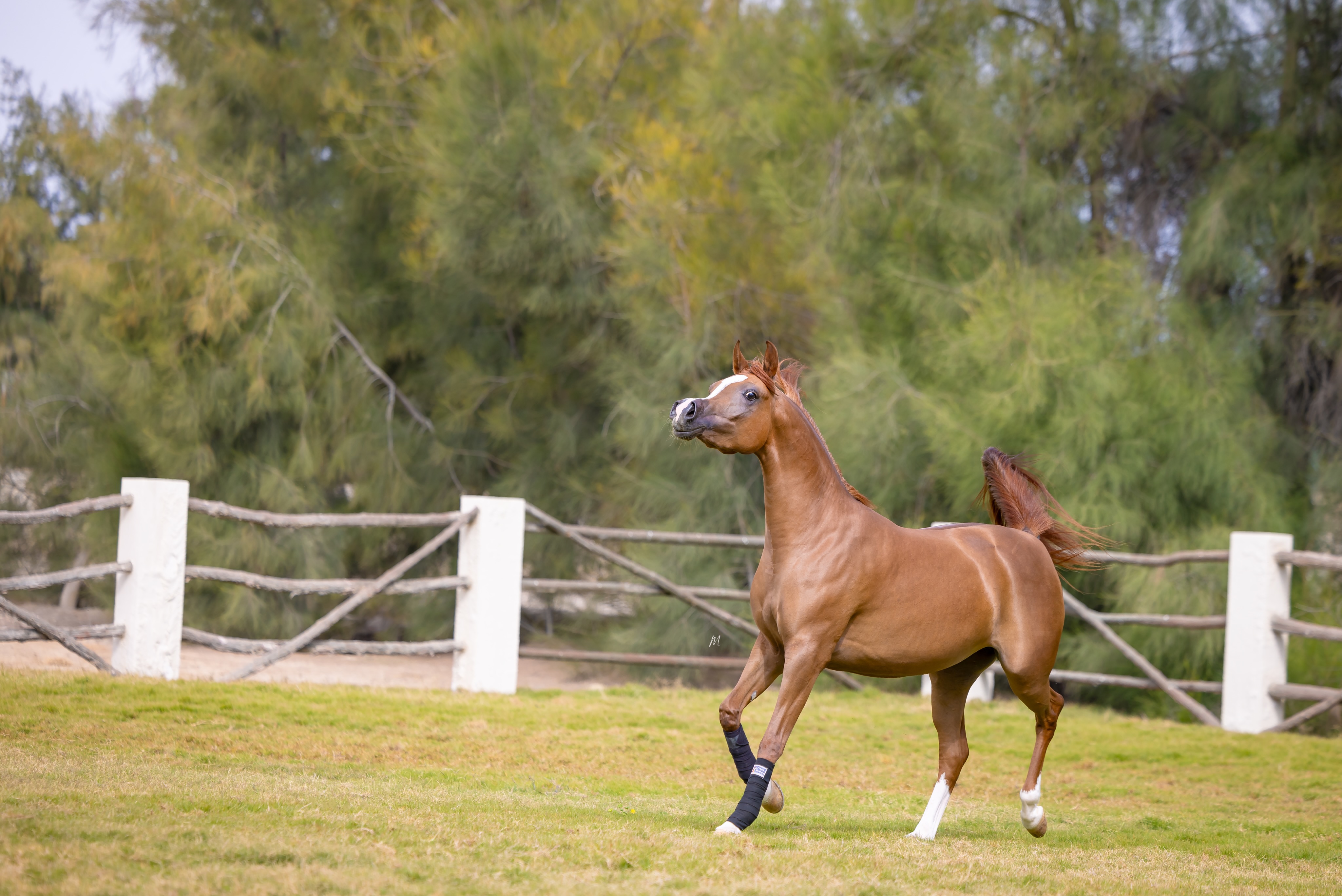 A New Chapter Begins for Maha Al Jood 

There are moments within every breeding journey that feel especially meaningful, moments where years of passion, vision, and dedication quietly come together to shape the future. We celebrate one of those moments as our beloved home-bred Arabian mare, Maha Al Jood, embarks on her first pregnancy.

Watching Maha Al Jood dance across the green pastures, carrying the next generation within her, is both humbling and deeply inspiring. Her elegance, feminine beauty, and treasured pedigree have always made her special to us, but seeing her step into motherhood adds an entirely new dimension to her story.

As a daughter of the charismatic Magic Magnifique and out of our cherished Justa Valentine Tba, Maha carries forward a lineage rich in Arabian type, refinement, expression, and timeless beauty. Now, with her first foal on the way, the promise of tomorrow begins to unfold.

For every breeder, the future is built not only on bloodlines, but on hope, and Maha Al Jood embodies that hope beautifully. We eagerly await the arrival of this highly anticipated next generation, dreaming of the qualities, spirit, and presence this future foal may inherit.
It is the continuation of a family legacy carefully nurtured at Al Jood Stud, one rooted in passion for the Purebred Arabian horse, and guided by a vision for excellence.

A radiant mare. A promising future. A new life soon to arrive.

Proudly bred and owned by Al Jood Stud
Gateway to the Stars
www.aljoodstud.com

@photography_maxinewellens 📸

#ArabianHorse #PurebredArabian #ArabianMare #ArabianHorseBreeding #QatarArabianHorse
