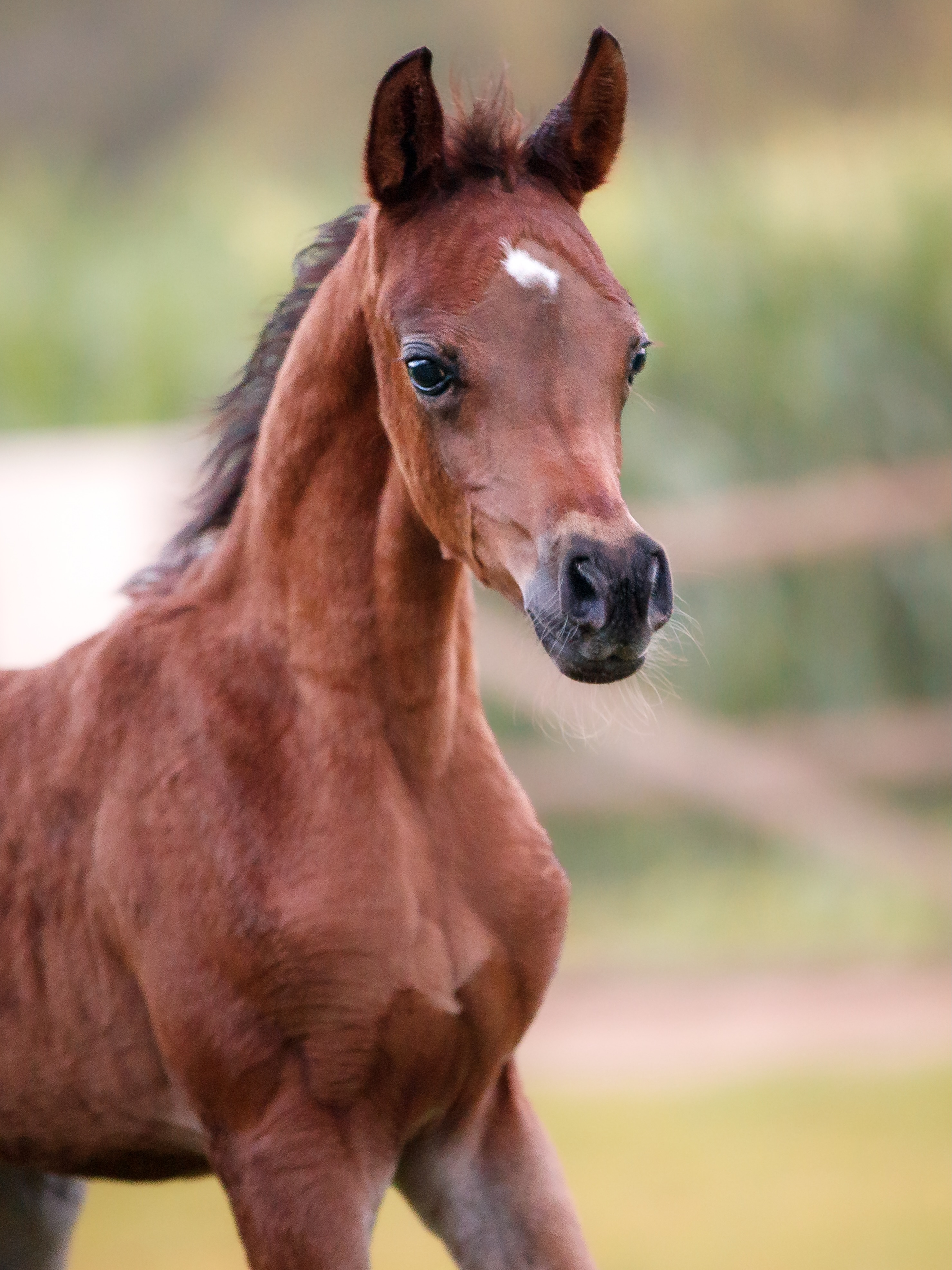 A Legacy Begins 

With elegance already written into her very first steps, the first filly foal out of Drahim Al Bahya has officially arrived at Al Jood Stud, a young Arabian filly named Dana Al Jood carrying generations of world-class heritage into the future.

Sired by the exceptional D Wannas (Fa El Rasheem × D Sayedah by Marajj, out of Ladi Veronika), this beautiful filly represents the union of some of the most admired bloodlines in modern Arabian horse breeding, names synonymous with Arabian type, charisma, and international success.

On the dam side, Drahim Al Bahya, contributes a pedigree rich in excellence as a daughter of AJ Majdan and AJ Debaja. Her lineage traces to globally celebrated icons and foundations behind some of today’s most influential Arabian horses.

Refined, expressive, and already captivating in presence, this filly embodies the vision behind our breeding program: preserving beauty, authenticity, and the timeless spirit of the Arabian horse for generations to come.

Proudly bred and owned by Al Jood Stud
Gateway to the Stars
www.aljoodstud.com

@photography_ziggywellens 📸

#ArabianHorse #ArabianFoal #ArabianFilly #ArabianHorseBreeding #FoalSeason