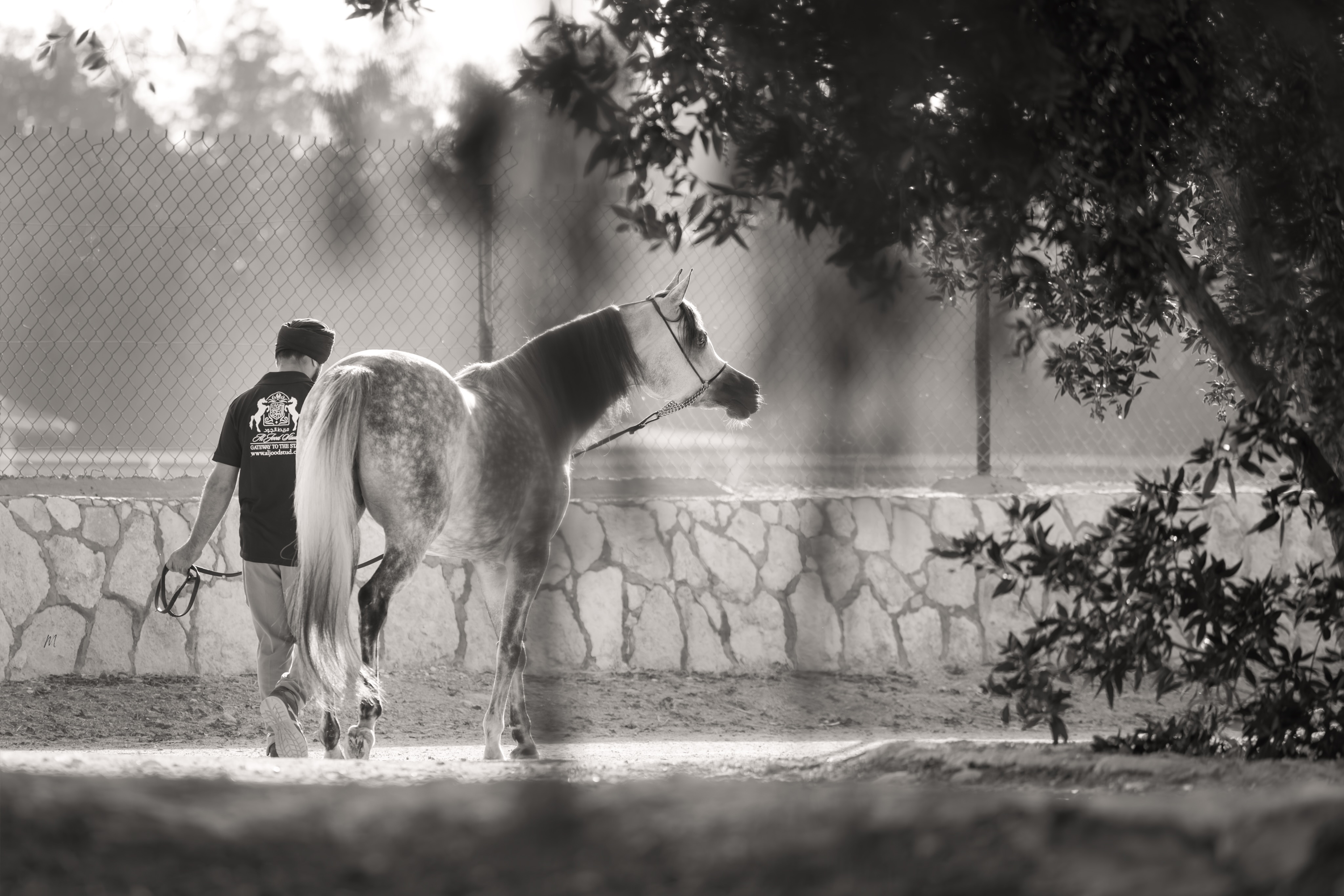 Some horses leave hoofprints in the sand. Others leave them in the memory.

In the quiet spaces between sunrise and sunset, the Arabian horse reminds us that greatness is rarely loud. It is found in the gentle arch of a neck, the watchful eye turned toward the horizon, and the unspoken trust shared between horse and handler.

This photograph captures one of those moments, a scene that could belong to any century. A purebred Arabian walking calmly beside a familiar hand, carrying forward a heritage shaped by desert winds, generations of careful breeding, and an enduring bond between humans and horses.

At Al Jood Stud, our passion extends beyond pedigrees and championships. We celebrate the everyday moments that define the Arabian horse: intelligence, loyalty, elegance, and heart. These are the qualities that have made the breed one of the world’s most treasured equine treasures for centuries.

In a rapidly changing world, the Arabian horse remains a living connection to history, timeless, noble, and forever relevant.

Preserving bloodlines. Honouring heritage. Creating tomorrow’s legacy.

Gateway to the Stars
www.aljoodstud.com

@photography_maxinewellens 📸

#ArabianHorse  #PurebredArabian #ArabianHorseBreeding #Qatar #QatarHorses