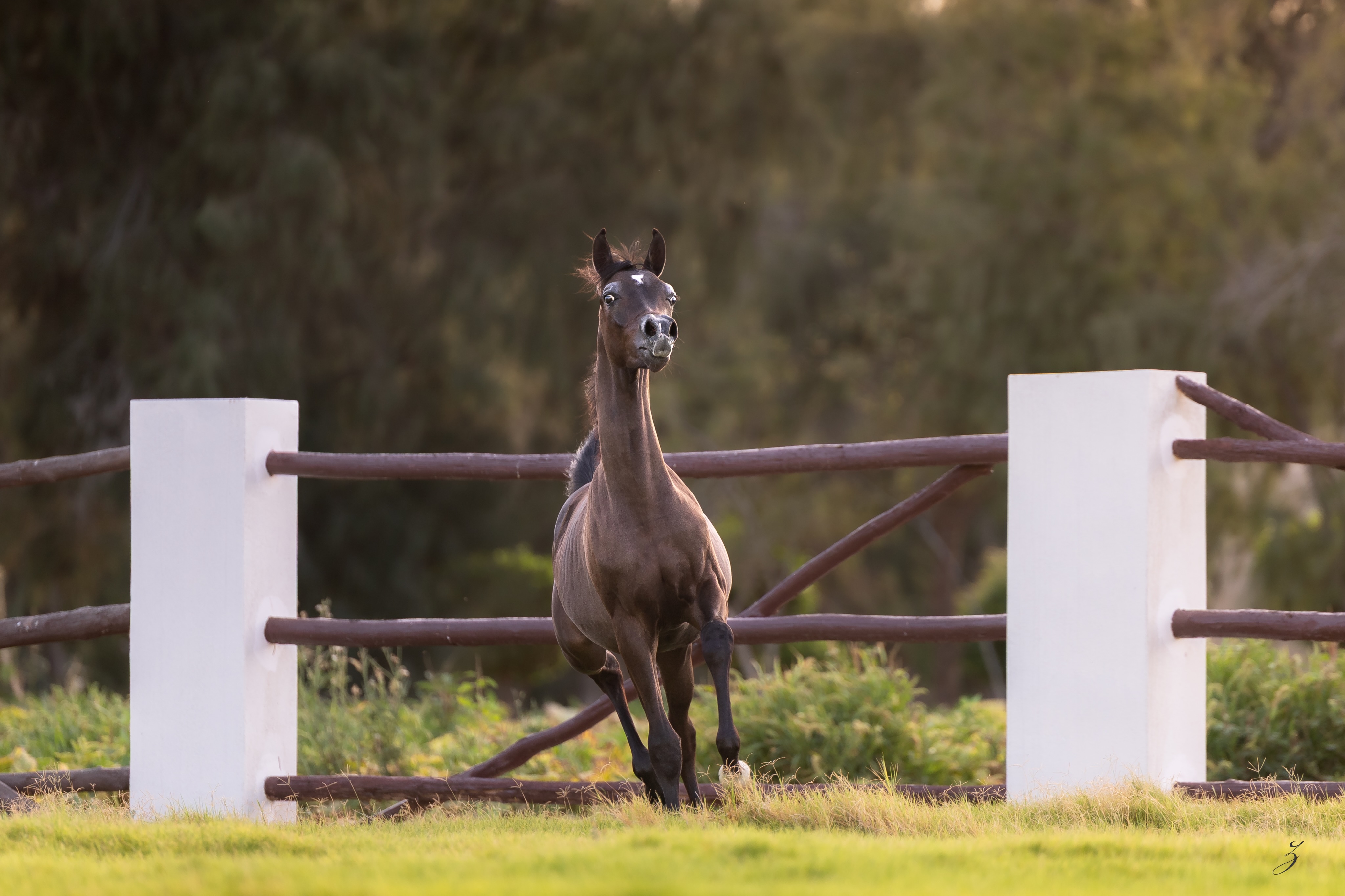 Some pedigrees deserve a second look.

As Wafi Al Jood continues to grow, the foundations behind this young colt become ever more apparent. Born in late 2025, he represents the union of bloodlines that have left a lasting mark on the modern Arabian horse.

His sire, D Wannas, is a son of the internationally admired Fa El Rasheem (Fa El Shawan × Virtuosa MLR by Versace) and out of D Sayedah (Marajj × Ladi Veronika by Versace), bringing together charisma, refinement, and generations of proven excellence.
Through his dam, AJ Bahja, Wafi traces to Vervaldee (Versace × Giavanna by NV Beau Bey) and AJ Basma (WH Justice × JJ Ballerina by Magnum Psyche), a family known for elegance, quality, and enduring influence throughout the Arabian world.

What makes Wafi particularly exciting is not simply the presence of these celebrated names, but how they come together in one individual. He carries the unmistakable stamp of his heritage while developing his own identity, balanced, expressive, and full of promise for the future.

For breeders who appreciate carefully planned matings, respected bloodlines, and the opportunity to acquire a colt at the beginning of his journey, Wafi Al Jood offers a rare combination of pedigree and potential.

Serious inquiries welcome.
+974 3066 1116

Proudly bred and owned by Al Jood Stud
Gateway to the Stars
www.aljoodstud.com

@photography_ziggywellens 📸

#ArabianHorse #PurebredArabian #ArabianColt #ArabianHorseForSale #Qatar