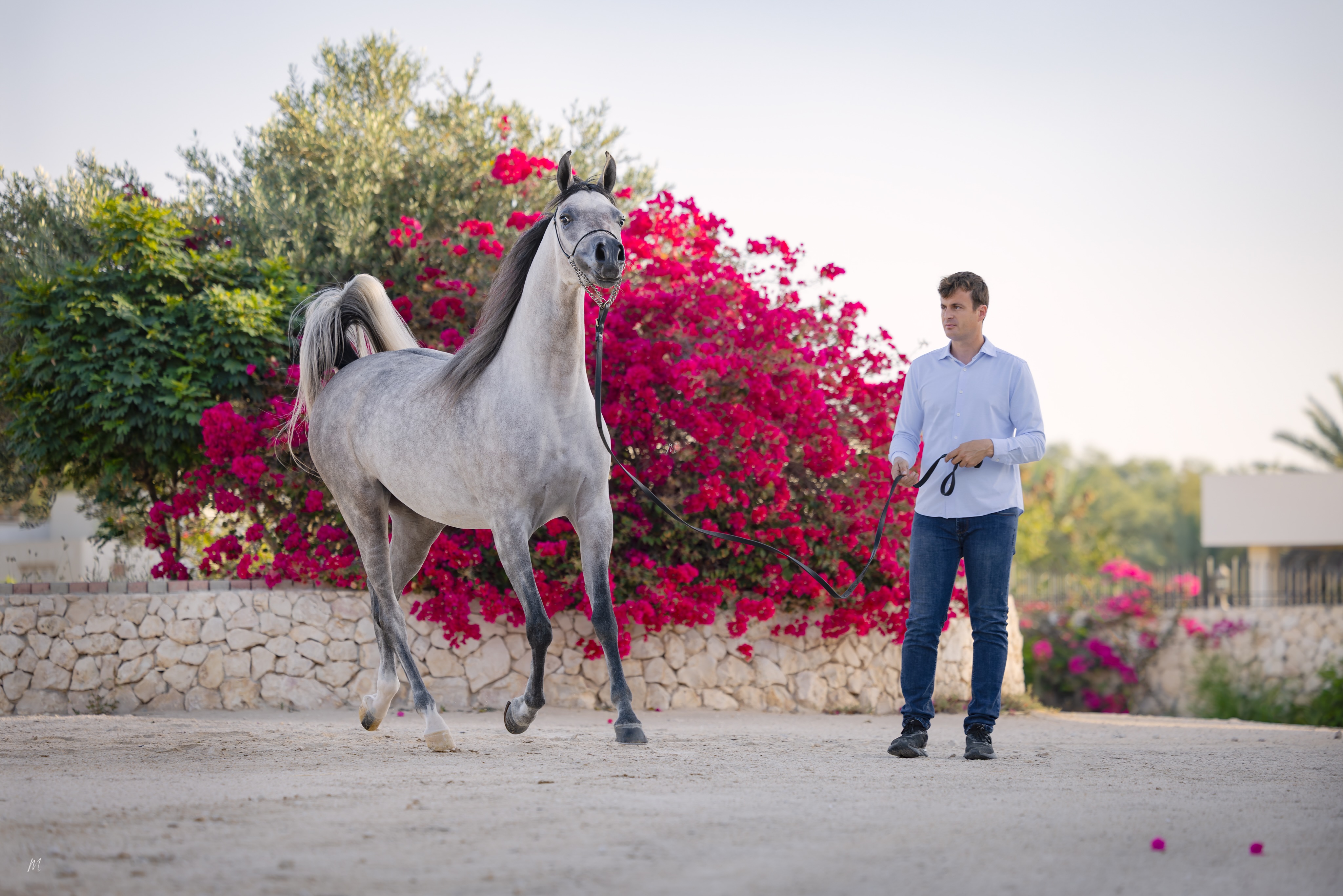 Every great Arabian horse tells a story. Elyssa Al Jood begins hers with a heritage shaped by some of the breed’s most admired bloodlines.

The 2023 born Elyssa Al Jood continues to impress as a young purebred Arabian mare, combining the beauty, balance, and presence that have defined generations of exceptional Arabian horses.

Sired by D Wannas, Elyssa showcases the strength and elegance for which his lineage is renowned, particularly through her beautiful neck, well-laid shoulder, and captivating Arabian type. His influence is evident in her confident presence, refined features, and harmonious silhouette.
Through her dam, Elkymia Al Jood, Elyssa carries the treasured legacy of Hariry Al Shaqab and Da Valentino, bloodlines celebrated worldwide for producing Arabian horses with outstanding conformation, balance, refinement, and enduring elegance. Elkymia herself exemplifies these qualities, passing on a beautifully shaped neck, structural correctness, and a naturally balanced frame.

The result is a filly that reflects the very essence of the modern Arabian horse: feminine, refined, athletic, and unmistakably Arabian.
At Al Jood Stud, we are proud to watch Elyssa Al Jood continue her journey, representing generations of careful breeding and a commitment to preserving the beauty, character, and excellence of the Arabian horse.

Proudly bred and owned by Al Jood Stud.
Gateway to the Stars
www.aljoodstud.com

@photography_maxinewellens 📸

#ArabianHorse #ArabianMare #ArabianHorseBreeding #PurebredArabian #HorseBreeding