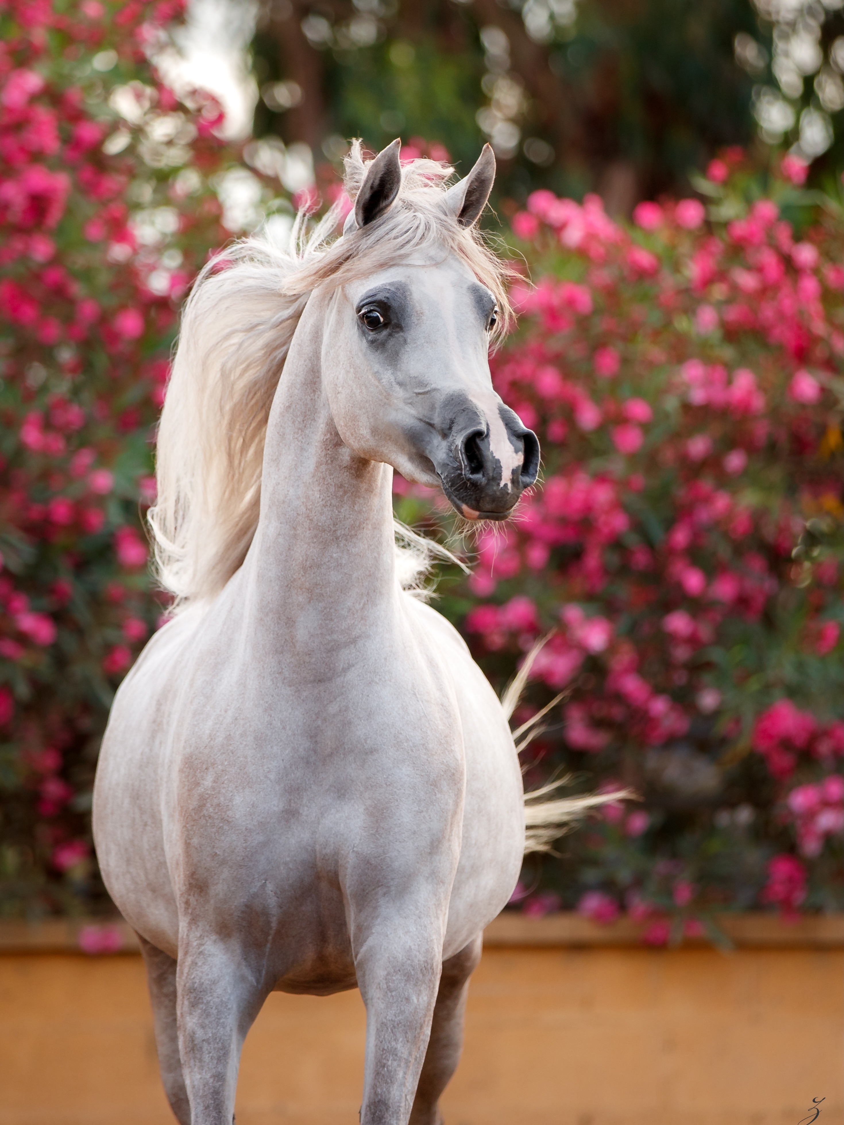 A Portrait of Grace

Some moments ask for no introduction.
They simply stand before you, radiant and unforgettable.

Walha Al Jood embodies the timeless allure that has captivated admirers of the Arabian horse for centuries. Framed by blossoms and light, she carries herself with the confidence of a young mare born from generations of excellence, where beauty is not created by chance, but carefully preserved through heritage.

Sired by Shanghai Ea (WH Justice × Salymah Ea by Khidar) and out of the distinguished Polish-bred mare Wlodawa (Pomian × Wologda), the 2023 born Walha Al Jood unites some of the most treasured bloodlines of the modern Arabian horse. Through her veins flow the influence of legends such as WH Justice, Gazal Al Shaqab, Khidar, and Ekstern, names that have shaped the breed across continents and generations.

Yet beyond pedigrees and accolades, there is something more difficult to define.

A presence.
A softness balanced by strength.
A beauty that feels both delicate and enduring.

Walha Al Jood is a reminder that true Arabian type is not merely seen, it is felt.

Proudly bred and owned by Al Jood Stud
Gateway to the Stars
www.aljoodstud.com

@photography_ziggywellens 📸

#ArabianHorse #PolishArabianHorse #ArabianHorseBreeding #ArabianHorsePhotography #EquineBeauty