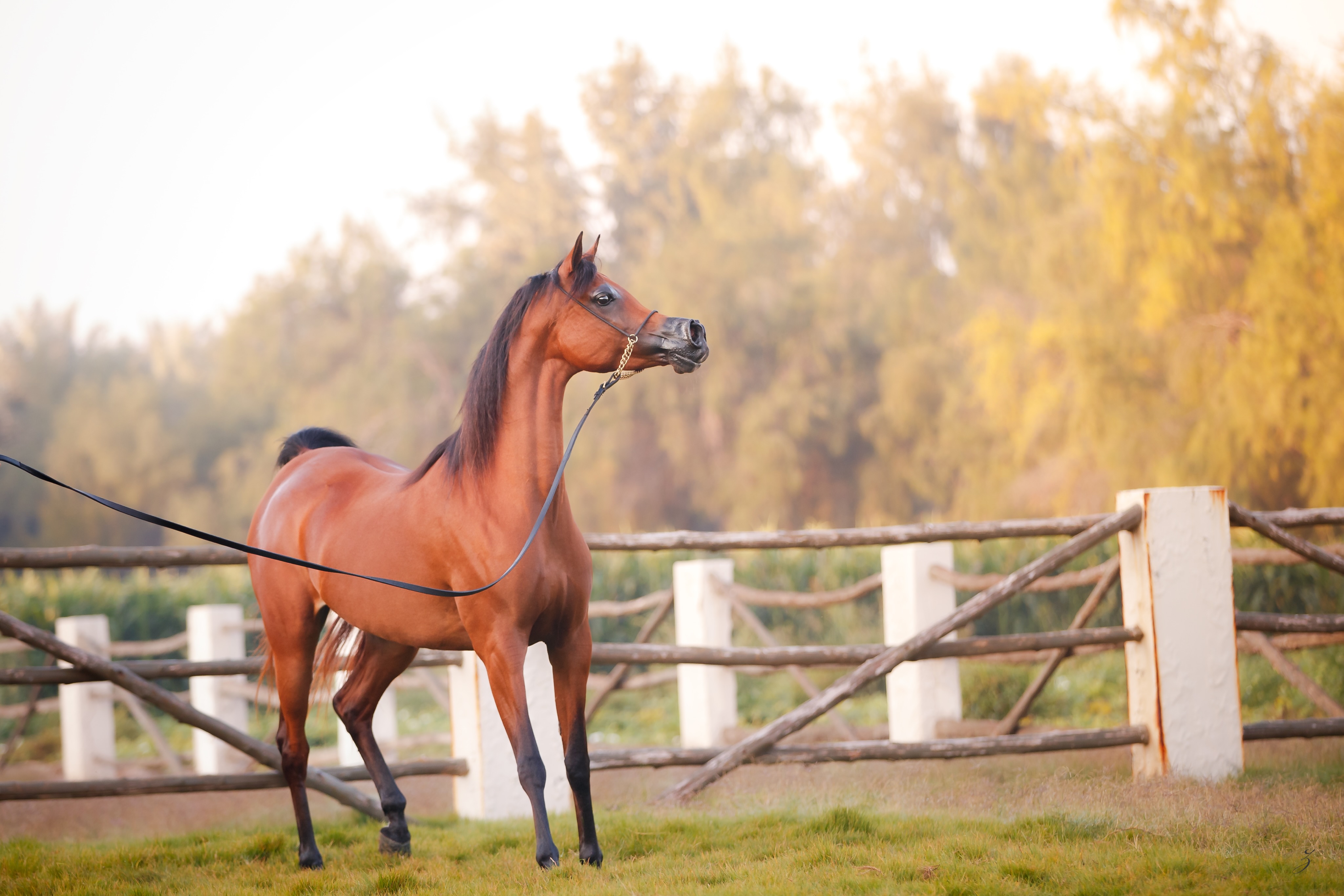Where Heritage Meets Tomorrow

Some horses capture attention with their beauty. Others leave a lasting impression through the depth of their heritage. Masarrah Albidayer is one of those rare mares that offers both.
Born in 2018, this striking bay Arabian mare is sired by the World Champion EKS Elihandro (Marwan Al Shaqab × OFW Psylouette by Padrons Psyche) and out of Mashael Albidayer (Psyrasic × Mattaharii by Magnum Chall HVP).

Her pedigree is further distinguished by her connection to the renowned maternal family of Mozn Albidayer, World Champion by SMA Magic One out of Mattaharii, a lineage celebrated for producing Arabian horses of exceptional quality, beauty, and presence.

Masarrah Albidayer offers a unique opportunity to acquire a mare whose pedigree reflects generations of careful breeding and proven excellence. She stands ready to contribute her qualities to future generations and become part of another success story.
For inquiries: +974 3066 1116

Owned by Al Jood Stud
Gateway to the Stars
www.aljoodstud.com

@photography_ziggywellens 📸

#ArabianHorse #PurebredArabianHorse #Qatar #QatarArabianHorse #ArabianHorseBreeding