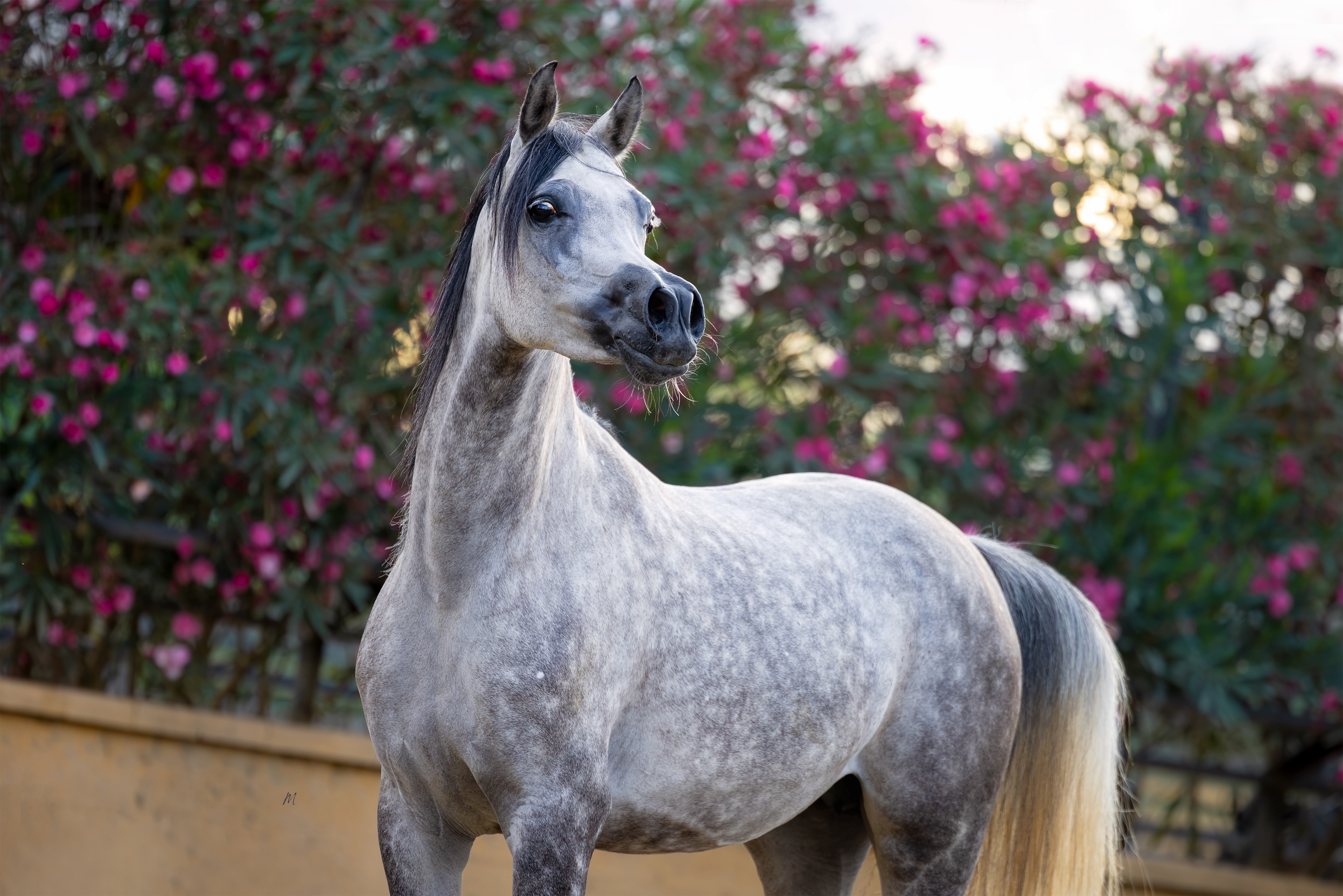 A Legacy in Bloom

Framed by blossoms and bathed in evening light, D Sabaheyyah stands as a living reflection of the heritage she carries so effortlessly.

Born in 2018, this exquisite mare unites some of the most celebrated bloodlines in the Arabian horse world. She is sired by the legendary FA El Rasheem (FA El Shawan × Virtuosa MLR by Versace) and out of D Sahabah, a daughter of the iconic WH Justice, descending through Kar Hacina (El Perfecto × Gual Hassika by Pepete).

There is a quiet confidence about her, an elegance that does not demand attention, yet never escapes it. In every refined feature and every graceful line, the influence of Rasheem, Justice, Versace, and El Perfecto is beautifully preserved, creating a mare whose presence speaks long before words are needed.

Today, D Sabaheyyah’s greatest contribution may be the one still unfolding. As a treasured broodmare at Al Jood Stud, she is passing her beauty, refinement, and treasured genetics to the next generation through her daughter Shadya Al Jood (by TM Itaipu). And now expecting her next foal in the nearby future.

A bloom of heritage, carrying tomorrow within her.

Proudly owned by Al Jood Stud
Gateway to the Stars 
www.aljoodstud.com

@photography_maxinewellens 📸

#ArabianHorse #ArabianHorseBreeding #ArabianMare #EquineExcellence #Horses