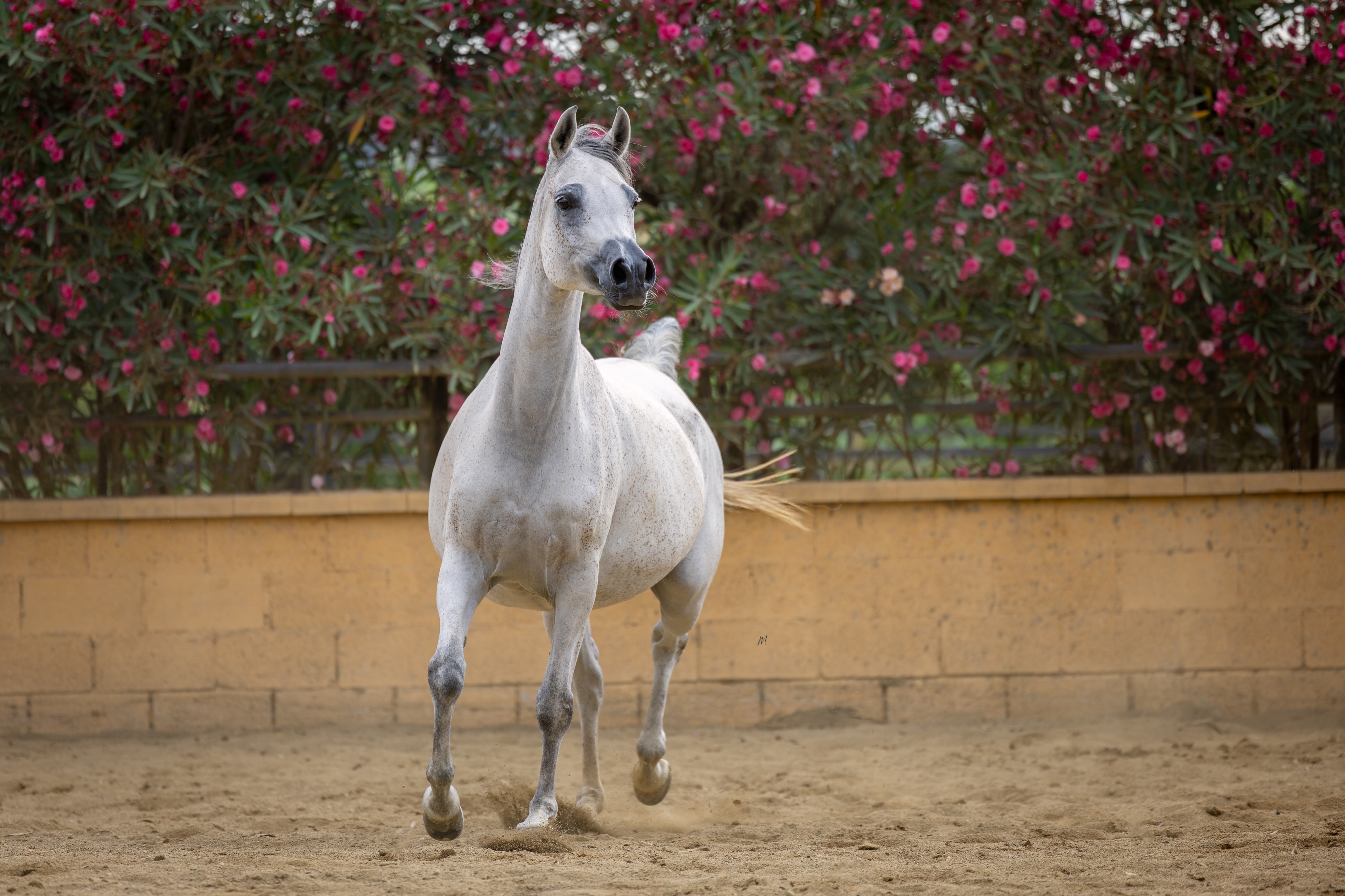 WŁODAWA 

Some photographs preserve more than a moment, they preserve a promise.

When this image was captured, our beloved Włodawa was carrying the life of the filly we now proudly know as Warda Al Jood, our beautiful 2026 daughter by AJ Kafu. A quiet reminder that every great pedigree continues through the next generation.

Born in 2017 at the world-renowned Stadnina Janów Podlaski in Poland, Włodawa embodies generations of exceptional Polish Arabian breeding.
She is sired by Pomian, a son of the World Champion Gazal Al Shaqab (Anaza El Farid × Kajora), and out of Pilar (Fawor × Pipi by Banat), combining one of the most influential modern sire lines with the treasured Polish ‘P’ family. Through her dam Wologda, by the legendary Ekstern (Monogramm × Ernestyna by Piechur) and out of Wanilia (Alegro × Wizyta), she carries another distinguished branch of Poland’s enduring Arabian heritage.

Already the proud dam of Walha Al Jood (2023, by Shanghai EA), Włodawa now adds another treasured chapter through Warda Al Jood. Watching this young mare become a producer of the next generation has been as rewarding as watching her shine in her own right.

There is something truly special about mares like Włodawa. Their beauty may first capture the eye, but it is the legacy they leave through their daughters that shapes the future.

Every foal is a new beginning. Every generation, another page in a story that continues to unfold.

Proudly owned by Al Jood Stud
Gateway to the Stars
www.aljoodstud.com

@photography_maxinewellens 📸

#PolishArabian #ArabianHorse #ArabianHorseBreeding #ArabianMare #HorseBreeding