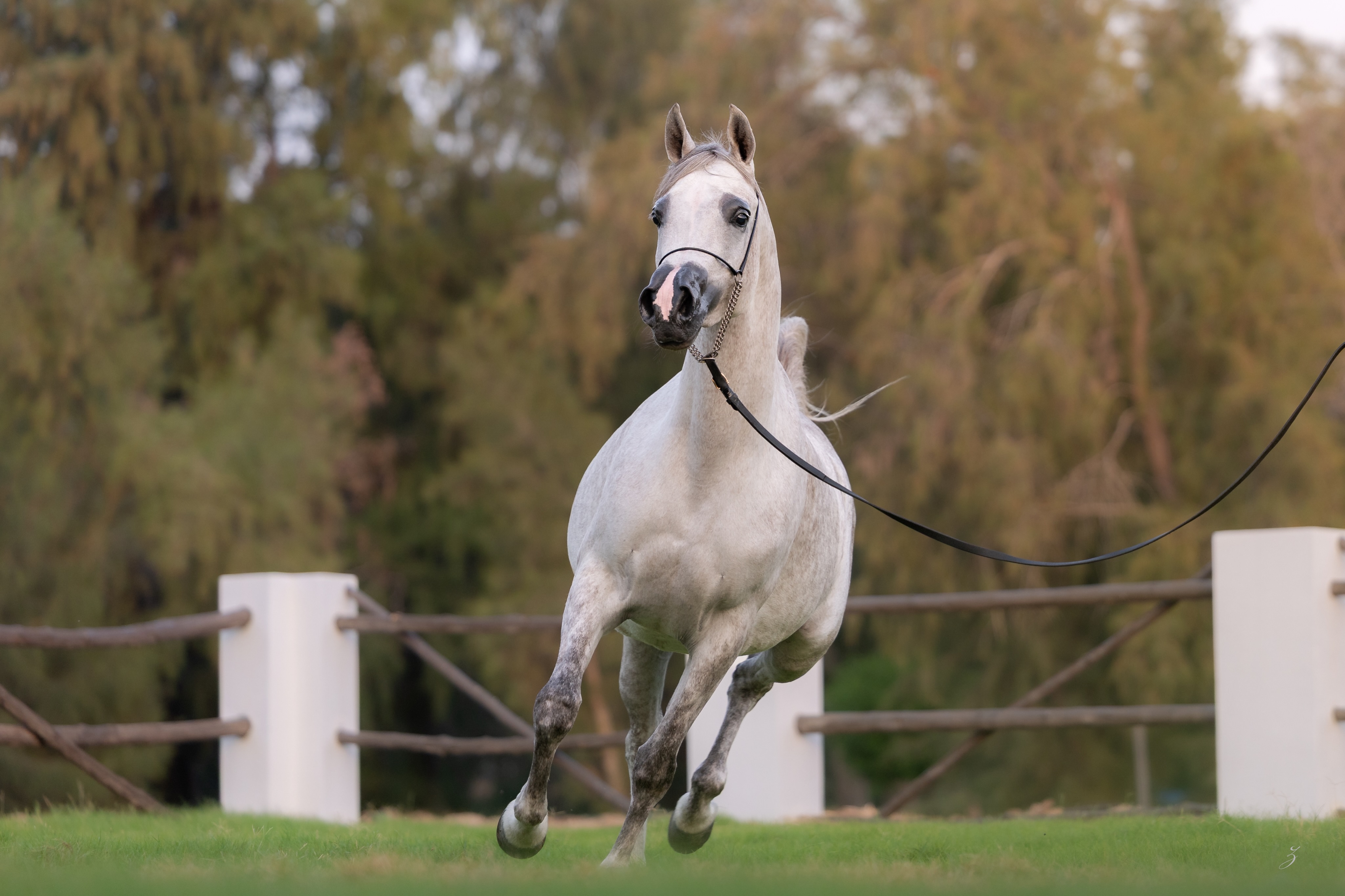 There is something profoundly special about a mare’s first foal.

It is the moment where promise becomes legacy, where years of careful breeding take their first step into the future. It is the beginning of a story that has never been told before.
This season, Elba Al Jood has gifted us her new beginning.

A young grey mare of remarkable beauty and refinement, Elba represents generations of thoughtfully preserved bloodlines. She is sired by the 2019 Silver World Champion Shanghai EA, the exceptional son of the legendary WH Justice and Salymah (Khidar × Libanon Azadika NL), a pedigree admired throughout the Arabian horse world for its natural beauty and charisma.
Her dam, our treasured AJ Ebtisam, brings another layer of distinction. Bred by the renowned Ajman Arabian Stud, Ebtisam is by the Straight Egyptian stallion Al Ayal AA (Al Ayad × The Vision HG by Thee Desperado) and out of Elettra (Hadidi × Afrodite by Andoy), making her a maternal sister to the internationally celebrated Shael Dream Desert.

This year, that heritage takes on new meaning.
Elba has welcomed her very first foal, a captivating 2026 filly named Etna Al Jood by El Tino (DA Valentino × Imprimista CF). More than the arrival of a new life, she represents the continuation of a family, and the foundation of a new generation proudly bred at Al Jood Stud.

Every great breeding programme is built one mare at a time.
With Elba, the future is no longer something we imagine.
It is standing beside her.

Proudly bred and owned by Al Jood Stud
Gateway to the Stars
www.aljoodstud.com

@photography_ziggywellens 📸

#ArabianHorse #ArabianMare #PurebredArabian #HorseBreeding #ArabianHorseLovers