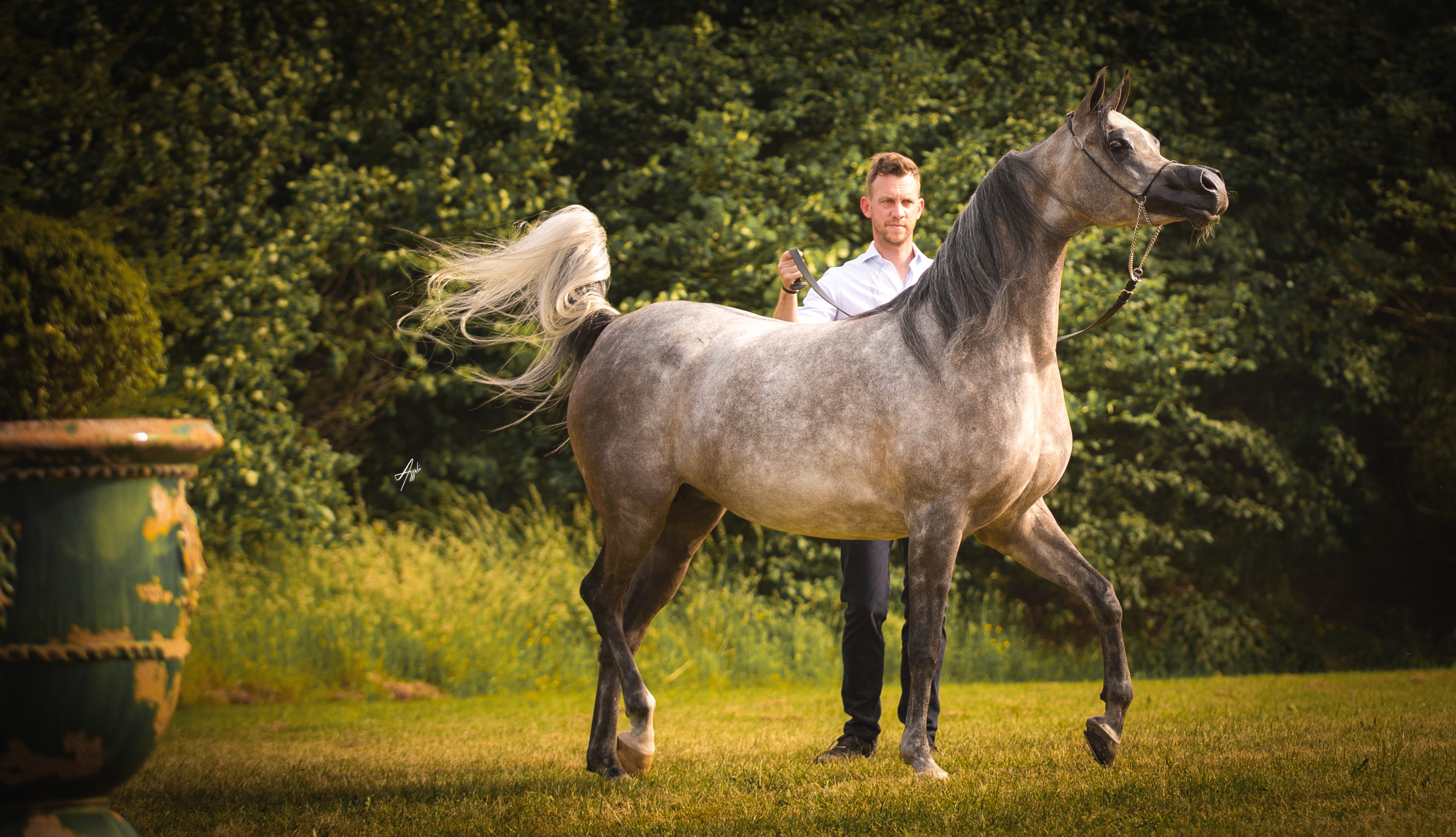 The greatest mares leave more than memories in the show ring…
They leave a legacy.
For every breeder, there comes a moment when admiration for a mare begins to transform into anticipation. The anticipation of what she may one day contribute to the breed we all cherish.

With D Henneyyah, that journey has already begun.
Foaled in 2020, this exceptional mare carries a pedigree that reflects generations of thoughtful breeding. She is a daughter of D Shagran, by the legendary Versace and out of the globally admired FT Shaella, while her dam, D Haneen, is by the incomparable Fa El Rasheem and out of Fer Fiera Blanca. It is a lineage woven from beauty, refinement, charisma, and enduring Arabian type, qualities that continue to define her today.

Now the proud dam of Hessa Al Jood, a beautiful 2026 filly by TM Itaipu, Henneyyah offers us another glimpse of the qualities that first made her so special, elegance, femininity, balance, and that unmistakable Arabian expression that captivates at first sight.
Pedigrees may introduce a horse, but it is through their offspring that great mares truly speak.

As breeders, we are merely custodians of generations. Every carefully planned mating is an investment in the future of the Arabian horse, built upon the hope that timeless beauty, athleticism, and noble character will continue to flourish.
Watching Hessa Al Jood grow reminds us why this pursuit is so deeply rewarding. She represents not only the union of two exceptional bloodlines, but another chapter in a story that is only just beginning.
We look forward to watching both mother and daughter continue their journey, each carrying forward the qualities that make the Arabian horse unlike any other.
D Henneyyah, already a champion in her own right, and now beginning what may become her greatest role of all.

Proudly owned by Al Jood Stud
Gateway to the Stars
www.aljoodstud.com

@alessioazzaliphotography 📸

#ArabianHorse #ArabianHorseBreeding #ArabianMare #Broodmare #ArabianHorseLovers