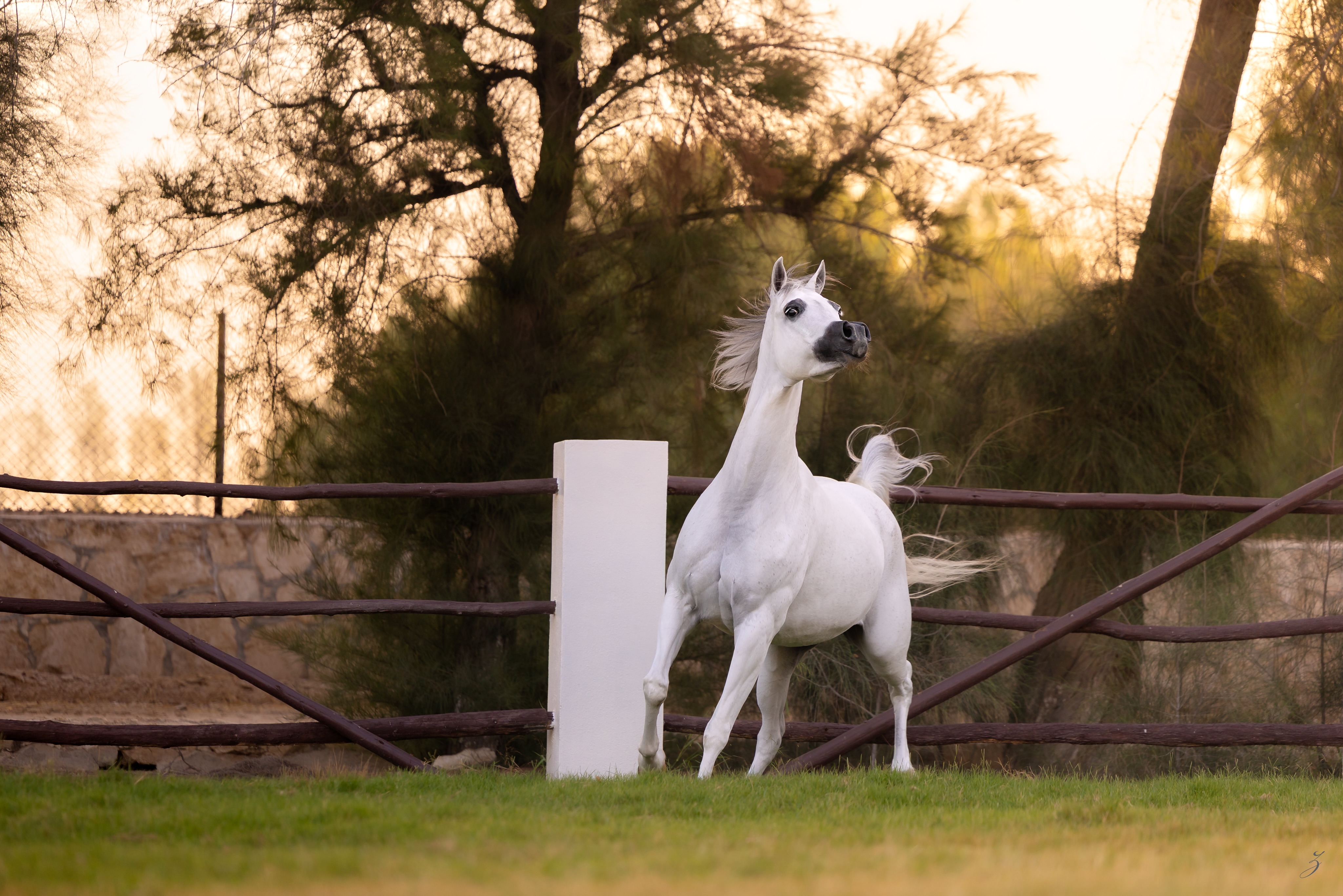 Some horses capture your eye.
A rare few capture your imagination.

AJ Bahja is one of those mares who reminds us why we dedicate our lives to breeding the Arabian horse. Not simply to preserve beauty, but to protect the qualities that cannot be measured on paper alone, presence, charisma, intelligence, and that unmistakable feeling when they step into view.
Every breeder knows that moments like this are never an accident. They are the result of generations of thoughtful decisions, patience, vision, and an unwavering belief that each new generation can be even better than the last.

Our 2014 born mares sired by Vervaldee (Versace x Giavanna) and out of AJ Basma by WH Justice, with the beautiful JJ Ballarina carried through her tail-female family, AJ Bahja represents a pedigree built with purpose. Yet even the finest bloodlines only tell part of the story. The rest is written in moments like these, when elegance becomes effortless, and attitude becomes art.
This is the passion that unites Arabian horse breeders around the world: chasing that perfect balance of type, athleticism, expression, and soul.

Proudly owned by Al Jood Stud
Gateway to the Stars
www.aljoodstud.com

@photography_ziggywellens 📸

#ArabianHorse #ArabianHorseBreeder #ArabianMare #HorsePhotography #ArabianHorseLovers
