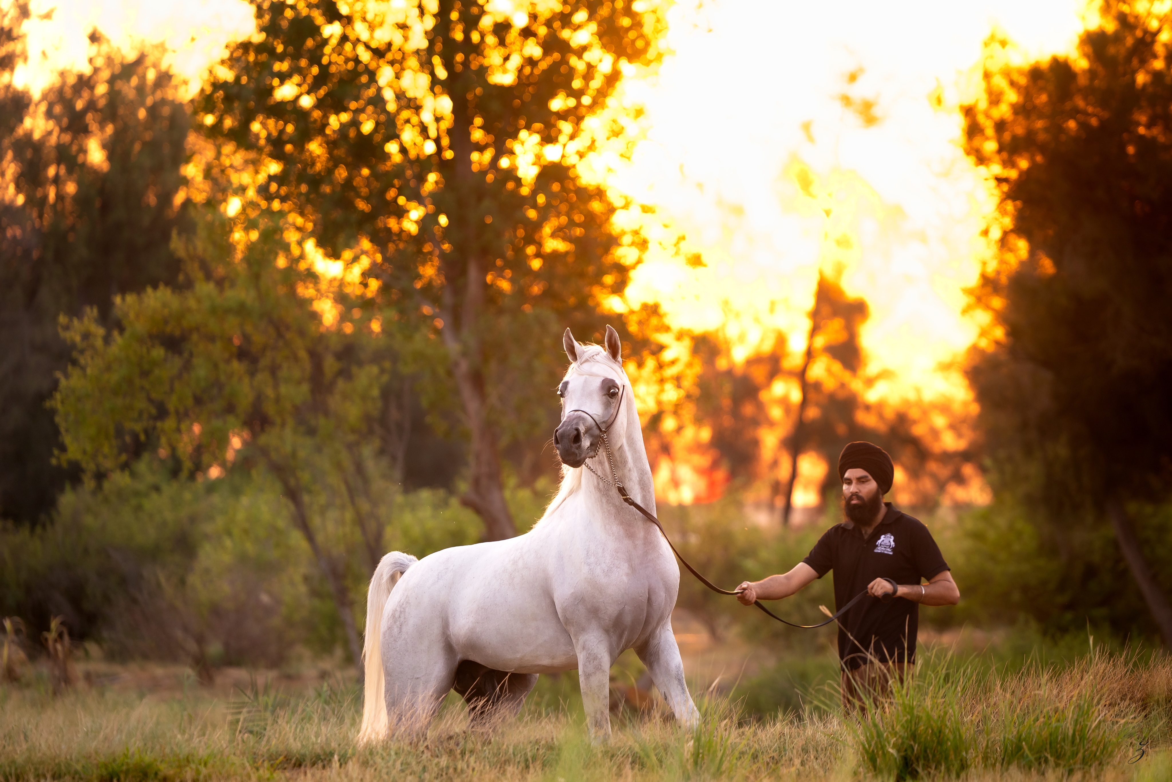 The beauty of a young stallion lies not only in what he is today, but in everything he is steadily becoming.

Meyrath Al Jood is entering that exciting stage where each passing season reveals another layer of his character. This 2022 Straight Egyptian stallion continues to mature with harmony, refinement, and the confidence that cannot be manufactured, it simply develops with time.

Sired by the legendary Sinan Al Rayyan, an exceptional son of Ansata Sinan, and tracing back to the beautiful lines of Ansata Sharifa. And out of our homebred mare Maraam Al Jood, whose treasured pedigree blends the influence of Marajh KA, Alixir and Thee Desperado, Meyrath carries generations of purposeful breeding behind every stride.

For breeders, there is a special reward in watching a young horse gradually grow into his inheritance. It is a journey measured not in moments, but in seasons, where substance, expression, athleticism, and presence continue to reveal themselves with patience.
With every photograph, every outing, and every year of maturity, Meyrath offers another glimpse of the stallion he has become. His elegance grows more defined, his expression more captivating, and his natural charisma continues to shine. 
While the future is never written, we believe the most rewarding chapters of his story are still ahead.
We look forward to sharing that journey.

Proudly bred and owned by Al Jood Stud
Gateway to the Stars
www.aljoodstud.com

@photography_ziggywellens 📸

#StraightEgyptianHorse #PurebredArabianHorse #HorseBreeder #ArabianStallion
#Horses