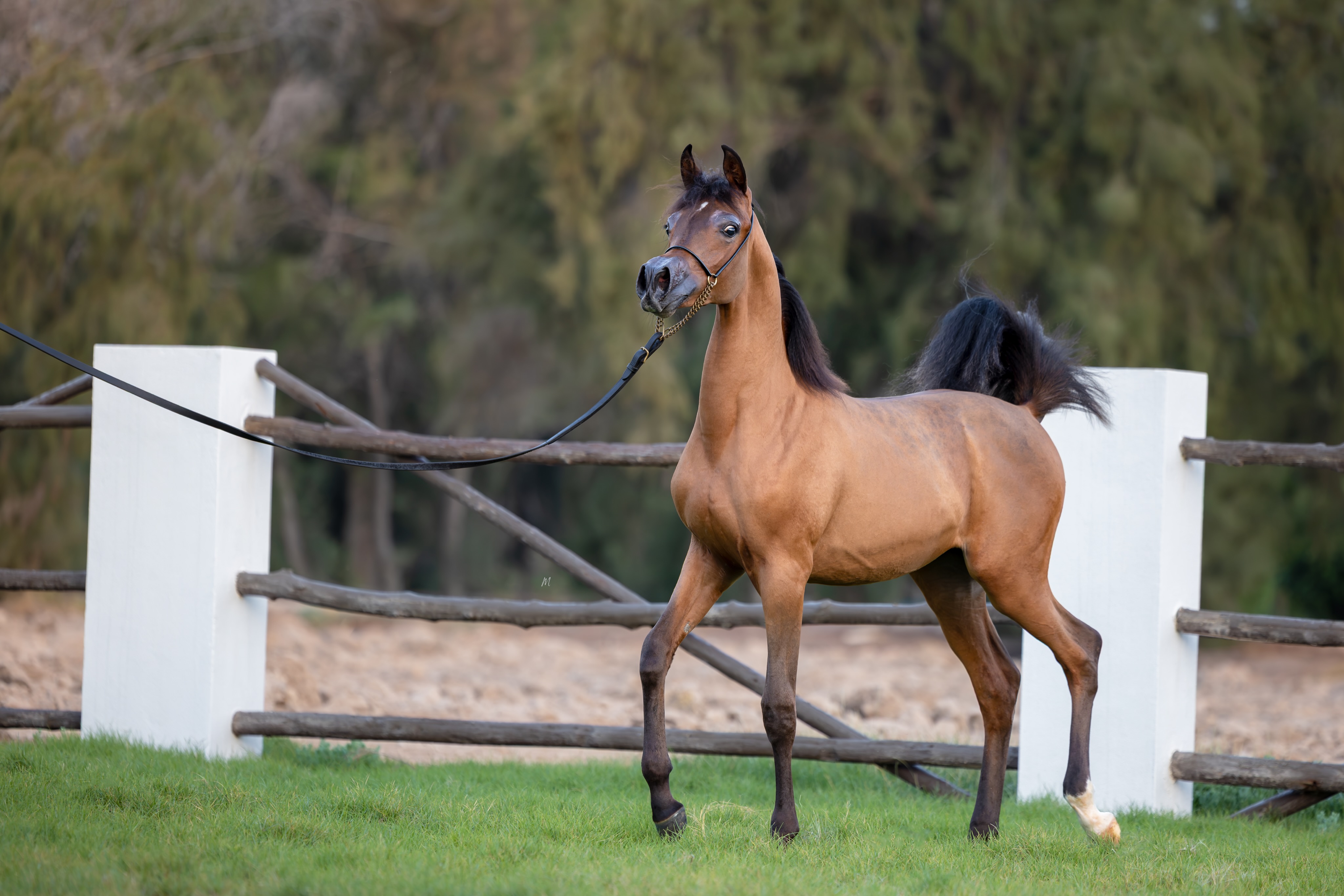 Every generation inherits more than a pedigree. 
It inherits a responsibility to carry excellence forward.

Etna Al Jood represents the continuation of a breeding program thoughtfully cultivated at Al Jood Stud, where every breeding decision is guided by a vision that extends far beyond a single generation. In her, we see not only the beauty of today, but the promise of all that is yet to come.
Born in 2026, Etna Al Jood is sired by the exceptional El Tino (DA Valentino × Imprimista CF by Bey Imprimis), and out of our treasured homebred mare Elba Al Jood (Shanghai EA × AJ Ebtisam by Al Ayal AA and Elettra). She embodies generations of carefully selected bloodlines, united in a young filly whose elegance, expression, and presence continue to unfold with every passing season.

Watching a young Arabian mature is one of the greatest privileges in breeding. The refinement becomes more defined, the character more apparent, and the unique qualities that distinguish each individual begin to emerge. Etna reminds us that the most rewarding journeys are those allowed to develop with patience, purpose, and time.
At Al Jood Stud, we remain devoted to preserving the timeless qualities of the Arabian horse while thoughtfully shaping the generations that will follow. Etna Al Jood is another meaningful step in that enduring pursuit.

Proudly bred and owned by Al Jood Stud.
Gateway to the Stars
www.aljoodstud.com

@photography_maxinewellens 📸

#ArabianHorse #ArabianFilly #ArabianHorseBreeding #PurebredArabian #HorseBreeding