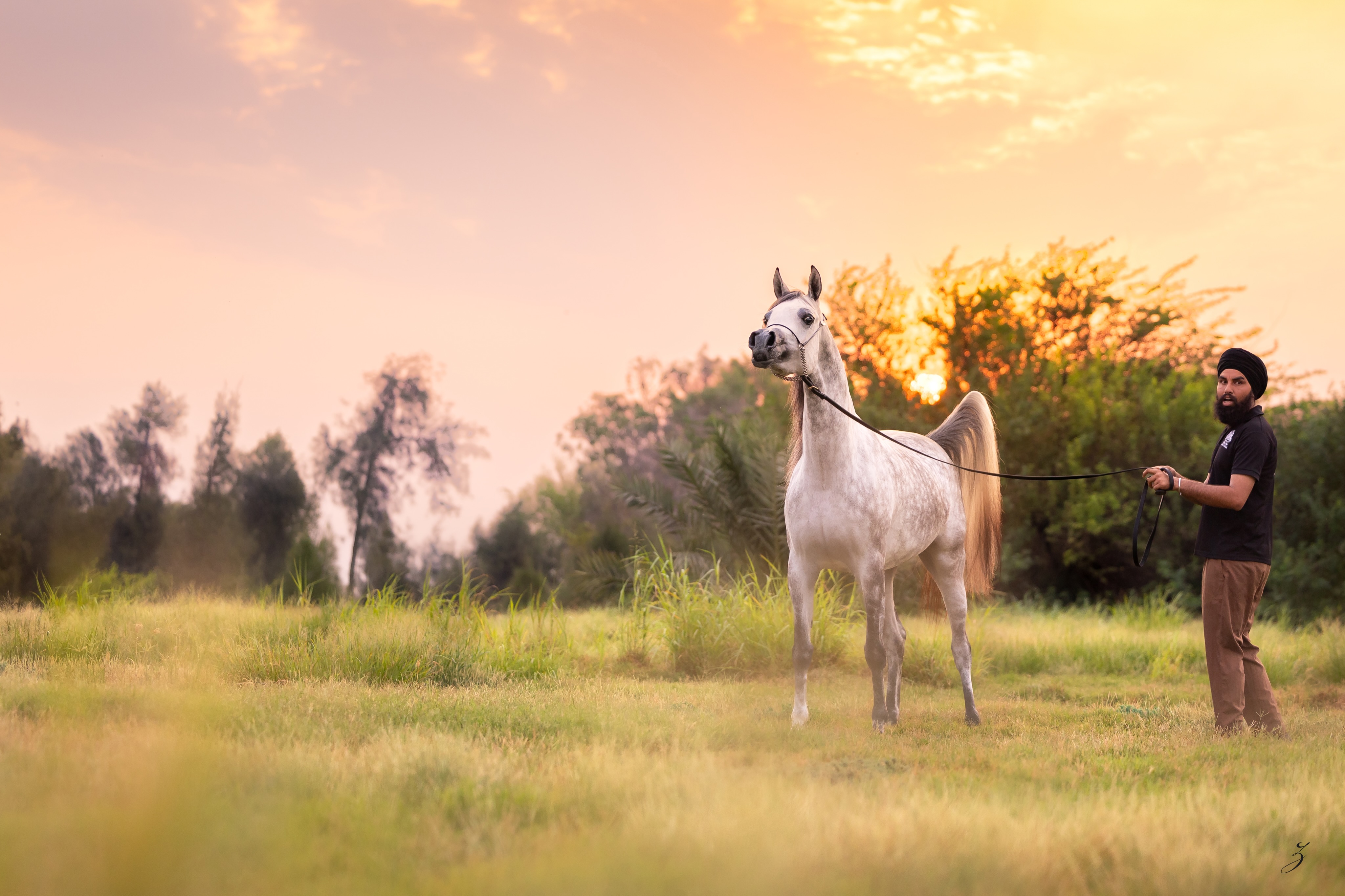 The Unwritten Measure

There is a moment in every young horse’s life when expectation begins to give way to identity.
It is a curious moment, because nothing obvious has changed. The pedigree is the same. The conformation remains familiar. The eye still carries the same softness. Yet somehow the horse standing before you is no longer seen only for where she came from, but for the quiet possibility of where she may choose to go.
Perhaps this is why the finest breeders have always valued patience above prediction.

EKS Naadirah, born in 2023, is by Barjass Al Zobair (SMA Magic One x FM Gloriaa) and out of EKS Naderina (Nader Al Jamal x EKS Lathina). A pedigree that speaks with confidence long before words are needed. But bloodlines are not conclusions. They are invitations. Every generation is asked the same question, and every horse answers it differently.

Watching Naadirah beneath the evening sky, one cannot help but wonder what qualities can never be printed beside a name. Presence. Curiosity. Self-carriage. The subtle assurance that makes a horse seem entirely comfortable within itself.
These are the things no catalogue can promise.
They are simply discovered.

At Al Jood Stud, we believe the most rewarding part of breeding is not confirming expectations, but witnessing individuality emerge from them. That quiet transformation is where the story truly begins.
Some horses inherit distinction.
The rare ones give it their own meaning.

Proudly owned by Al Jood Stud
Gateway to the Stars
www.aljoodstud.com

@photography_ziggywellens 📸

#PurebredArabian #ArabianHorse #ArabianHorseBreeding #ArabianHorsePhotography #EquinePhotography