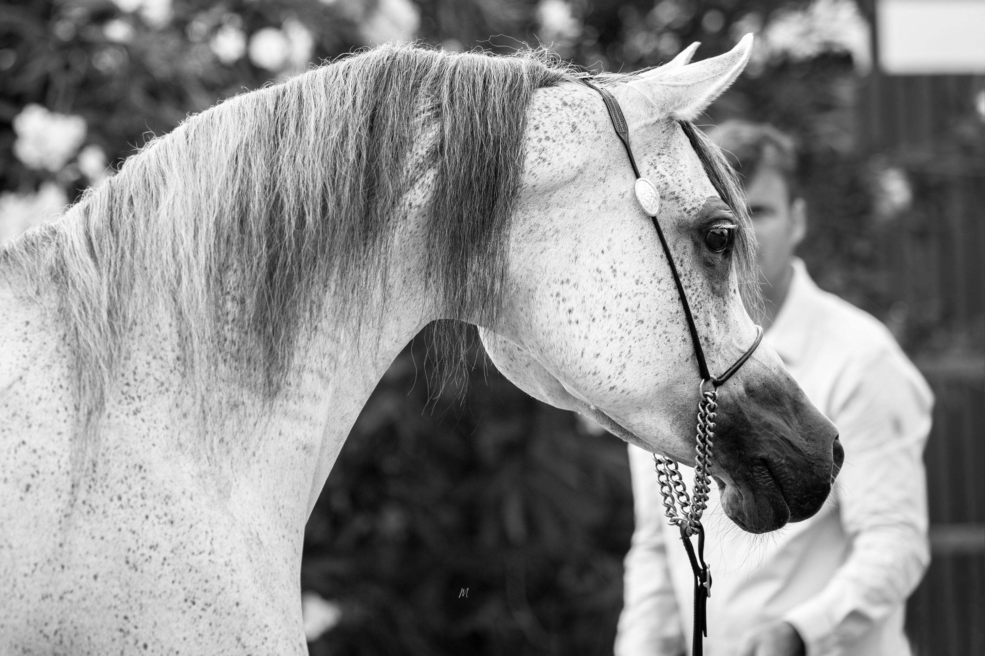 Some horses are admired for a moment.
Others become the foundation upon which the future is built.
Behind every exceptional Arabian is a foundation shaped through generations. A careful blend of heritage, character, and bloodlines that define not only beauty, but presence, refinement, and purpose.

Włodawa, our elegant Polish-bred Arabian mare (2017), carries a remarkable tapestry of some of Poland’s most treasured Arabian families. Sired by Pomian, a son of the World Champion Gazal Al Shaqab (Anaza El Farid × Kajora), she represents one of the most influential modern Arabian sire lines. Through her dam Pilar (Fawor × Pipi by Banat), she carries the strength and distinction of the renowned Polish “P” family.
Her pedigree continues through her maternal heritage, with Wologda by the legendary Ekstern (Monogramm × Ernestyna by Piechur) and out of Wanilia (Alegro × Wizyta), another distinguished branch of Poland’s enduring Arabian heritage.

This monochrome portrait reveals more than conformation. It captures the quiet confidence, intelligence, and timeless elegance of a mare whose true significance lies not only in what she represents today, but in what she can contribute to tomorrow.

That foundation now begins a new chapter through her beautiful daughters, the 2023 born Walha Al Jood (by Shanghai Ea) and the 2026 born Warda Al Jood, sired by the internationally admired AJ Kafu. A young mare and filly carrying forward the influence of exceptional families, with their own stories waiting to unfold.

Some bloodlines create beautiful horses.
The rarest foundations shape the generations that follow.

Proudly owned by Al Jood Stud
Gateway to the Stars.
www.aljoodstud.com

@photography_maxinewellens 📸

#PolishArabianHorse #ArabianHorse #PurebredArabian #ArabianMare #ArabianHorseBreeding