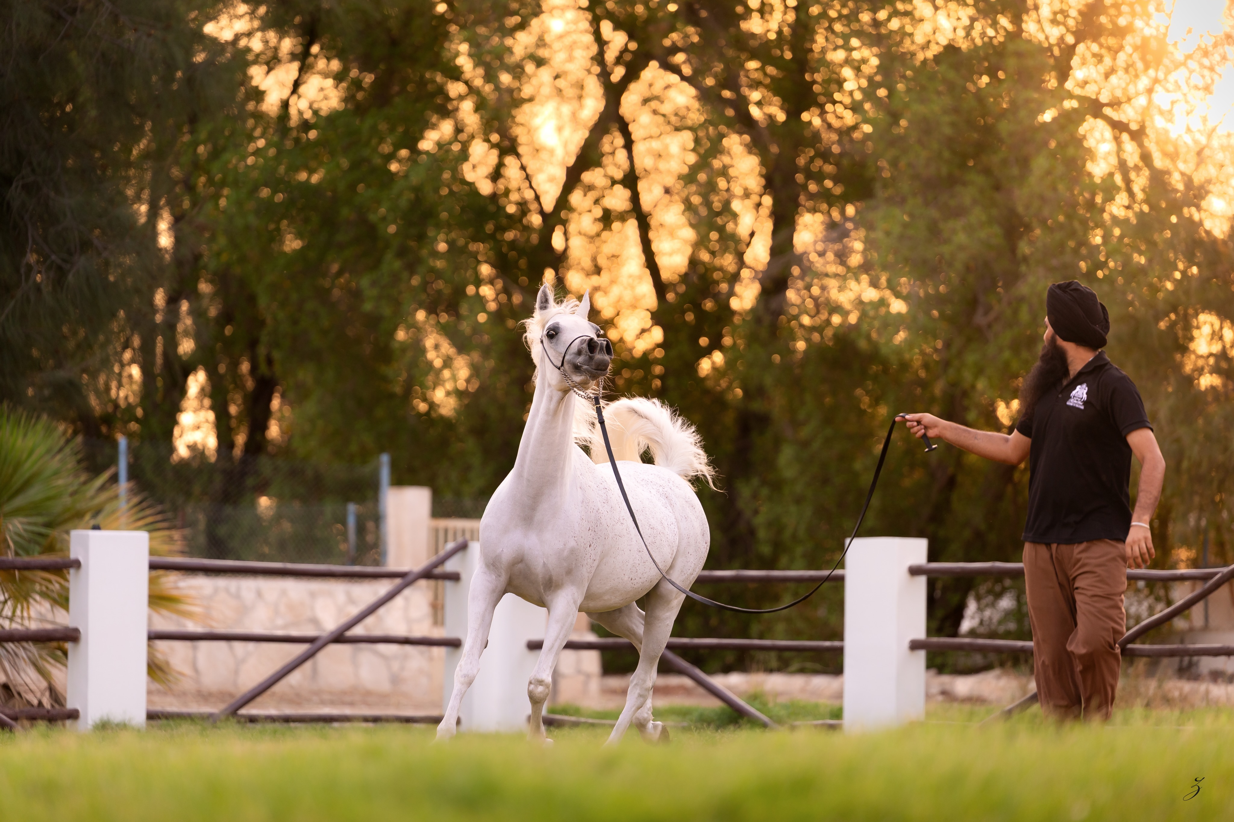 Every pedigree is a conversation.
Each generation adds its own sentence.
The wisest breeders know when not to interrupt the story.

For centuries, the Straight Egyptian Arabian has been shaped not by chance, but by thoughtful decisions made by breeders who understood that true progress begins with respect for what already exists.
Omsia Al Waab is part of that continuing conversation.

Foaled in 2018, she is sired by Sinan Al Rayyan (Ansata Sinan × Al Wajba Al Rayyan by Safir) and out of Shahira Al Nasser (Ashhal Al Rayyan × Bint Saida Al Nasser by Imperial Mahzeer, out of Saida). Her pedigree is not simply a collection of distinguished names, it is the result of generations of careful choices, each adding another thoughtful sentence to a story that continues to unfold.

Now, as she prepares to welcome her first foal for Al Jood Stud, the conversation continues once more.
Our role is not to rewrite what generations have carefully built. It is to listen, to learn, and, when the moment is right, to contribute a chapter that honours everything entrusted to us.
Some stories are written with words.
The most enduring ones are written across generations.

Proudly owned by Al Jood Stud
Gateway to the Stars
www.aljoodstud.com

@photography_ziggywellens 📸

#StraightEgyptianArabian #StraightEgyptian #EgyptianArabian #ArabianHorseBreeding #ArabianMare