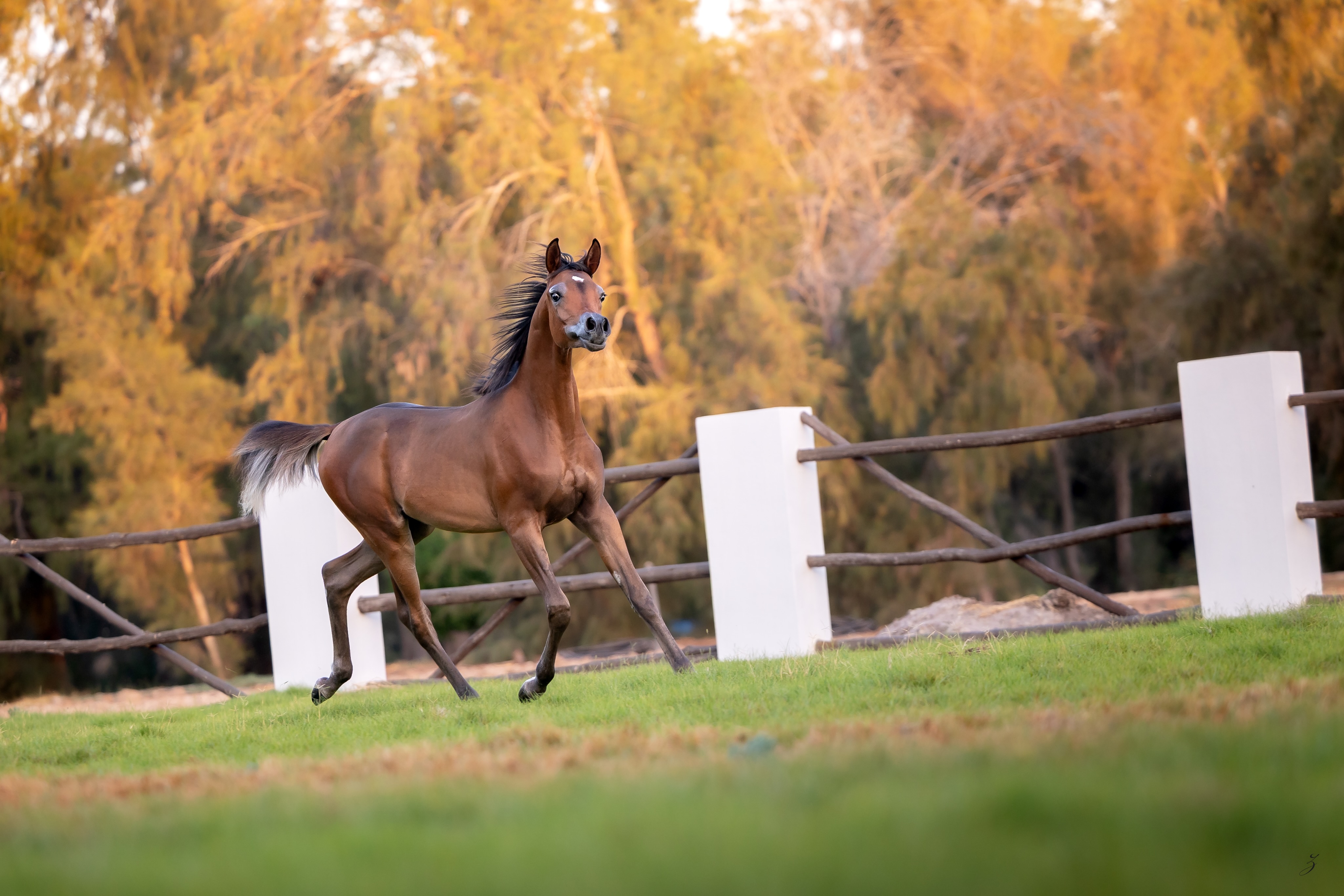 Finding Her Own Voice

Every young Arabian reaches a moment when curiosity begins to transform into confidence.
For Dana Al Jood, our 2026-born Arabian filly, those moments are becoming more frequent with each passing day. The hesitant first steps have become purposeful strides, and the quiet observer is slowly revealing a personality all her own.
There is no need to rush what time will naturally unveil.

As the first daughter of Drahim Al Bahya, Dana carries a heritage worthy of admiration. Dana is sired by the exceptional D Wannas (Fa El Rasheem × D Sayedah by Marajj, out of Ladi Veronika), and through her dam Drahim Al Bahya, she traces back to AJ Majdan (Vervaldee x Marhnika) and AJ Debaja (Marajj x AJ Djamilja), representing generations of thoughtful breeding brought together in a single young filly.
But pedigree is only the beginning.

The true joy is watching those bloodlines come to life, not on paper, but in movement, expression, and the unmistakable confidence that cannot be taught.
Each afternoon she grows a little bolder. Each gallop becomes a little more expressive. And with every passing season, Dana writes another page in a story that has only just begun.
Some horses ask for your attention.
Others earn it without ever trying.
We look forward to sharing every chapter of her journey.

Proudly bred and owned by Al Jood Stud
Gateway to the Stars
www.aljoodstud.com

@photography_ziggywellens 📸

#ArabianHorse #ArabianFilly #ArabianFoal #ArabianHorseBreeding #PurebredArabian