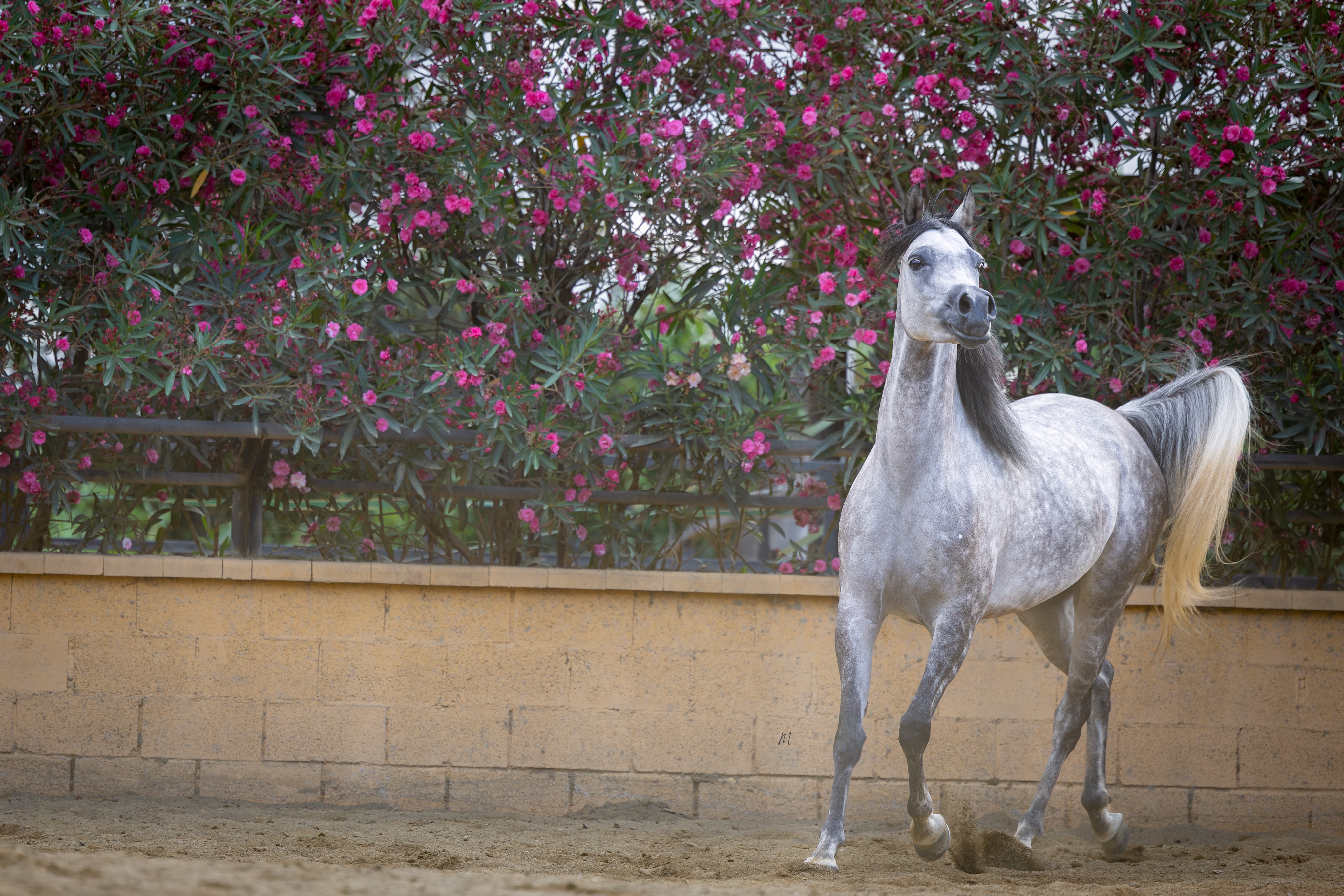 The Garden Was Never the Subject

The flowers bloom for a season.
A bloodline blooms for generations.
Standing before a sea of colour, D Sabaheyyah reminds us that nature and breeding share the same quiet rhythm, both reward patience, careful stewardship, and time.

Born in 2018, she unites some of the Arabian horse world’s most admired bloodlines. Sired by the legendary FA El Rasheem (FA El Shawan × Virtuosa MLR by Versace) and out of D Sahabah, by the iconic WH Justice, descending through Kar Hacina (El Perfecto × Gual Hassika by Pepete), she embodies generations of thoughtful selection brought together in one remarkable mare.
Today, her greatest contribution lies not only in her own beauty, but in the legacy she nurtures. Through her 2025 daughter, Shadya Al Jood (by TM Itaipu), and her 2026 daughter sired by Dominic M, those treasured qualities continue to take root within the next generation of Al Jood Stud.

The flowers will fade with the season.
A carefully cultivated pedigree continues to bloom for generations.

Proudly owned by Al Jood Stud
Gateway to the Stars
www.aljoodstud.com

@photography_maxinewellens 📸

#ArabianHorse #ArabianHorseBreeding #ArabianMare #ArabianBloodlines #HorseBreeding