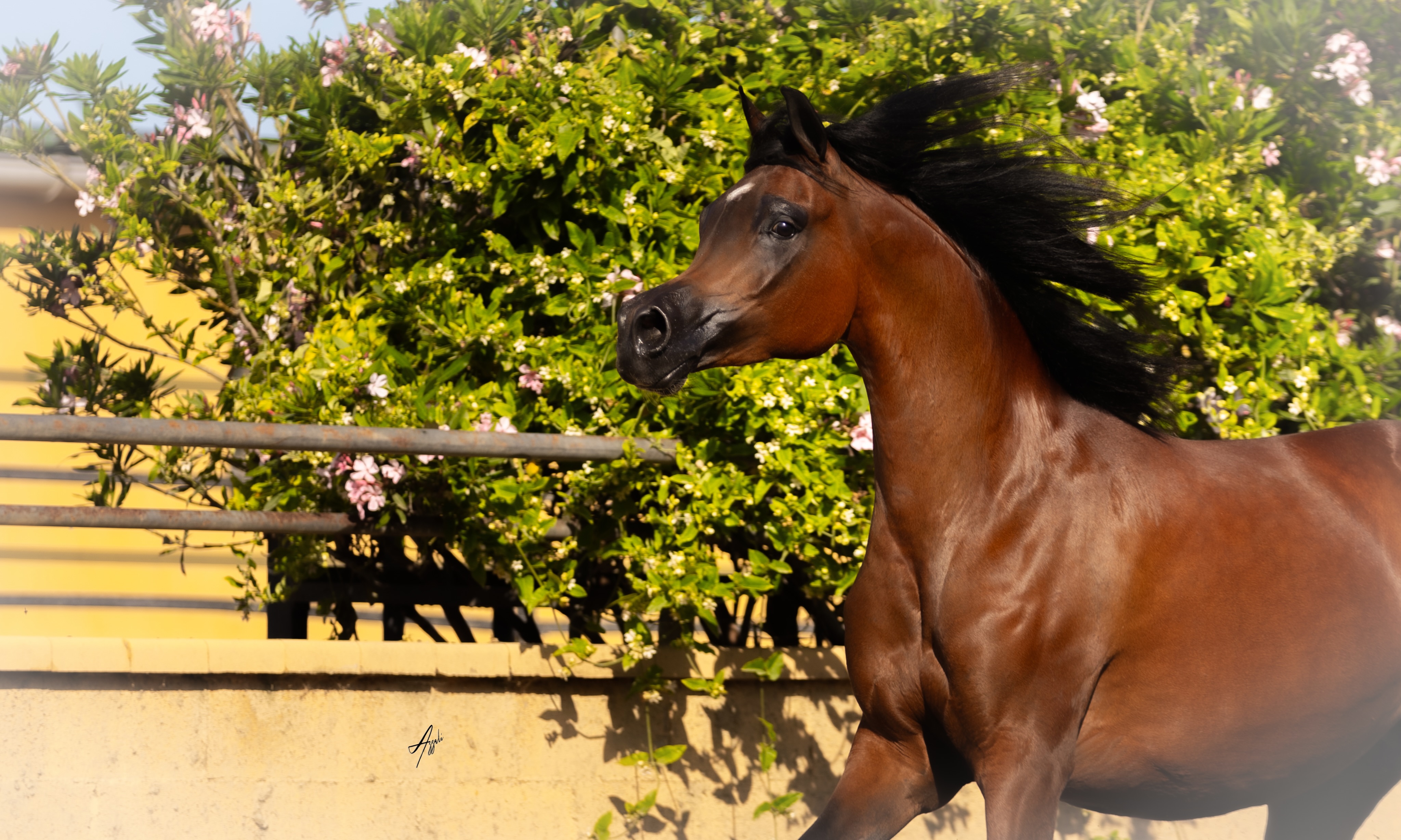 HOME-BRED. HOME-GROWN. HOME TO A NEW LEGACY. 

Some stories begin with a dream.
Others begin with a mare whose story we have been fortunate enough to write from the very beginning.
Heymana Al Jood is one of those stories.

Born in 2020, this beautiful home-bred mare carries a pedigree woven with some of the most celebrated names in Arabian horse history. She is sired by the legendary Three-Time World Champion Marwan Al Shaqab, himself by Gazal Al Shaqab out of Little Liza Fame by Fame VF.
On her dam’s side, Heymana carries another chapter of our own story, our home-bred Hiyam Al Jood, by Magic Dream CAHR and out of FS Hibah El Perseus by Perseus El Jamaal.
A remarkable combination that makes Heymana a 3/4 sister to World Champion QR Marc, and a mare whose potential was evident from the beginning.

In 2023, she stepped into the show ring in Spain and made her mark:
Gold Champion Junior Fillies, Spain Silleda Semana Verde International Show
Gold Champion Junior Filly, Spain Equigal International C Show

But perhaps the most meaningful chapter of Heymana’s story is the one being written now. Today, the champion filly we once watched growing up at Al Jood has become a mother.
And with her first foal, Shaheen Al Jood, by Shanghai EA, a new generation of the Al Jood story has begun in 2025. And in 2026 that story is ready to expand even further with the expectation of her second foal.
From Hiyam Al Jood, to Heymana Al Jood, to Shaheen Al Jood, three generations connected by a dream, a bloodline, and a home.
This is what home-breeding means to us.
Not simply breeding a beautiful horse.
But watching a dream grow, become a champion, become a mother, and then seeing that legacy begin again.

Proudly bred and owned by Al Jood Stud.
Gateway to the Stars
www.AlJoodStud.com

@alessioazzaliphotography 

#ArabianHorse #ArabianMare #ArabianHorseBreeder #Horses #Equestrian