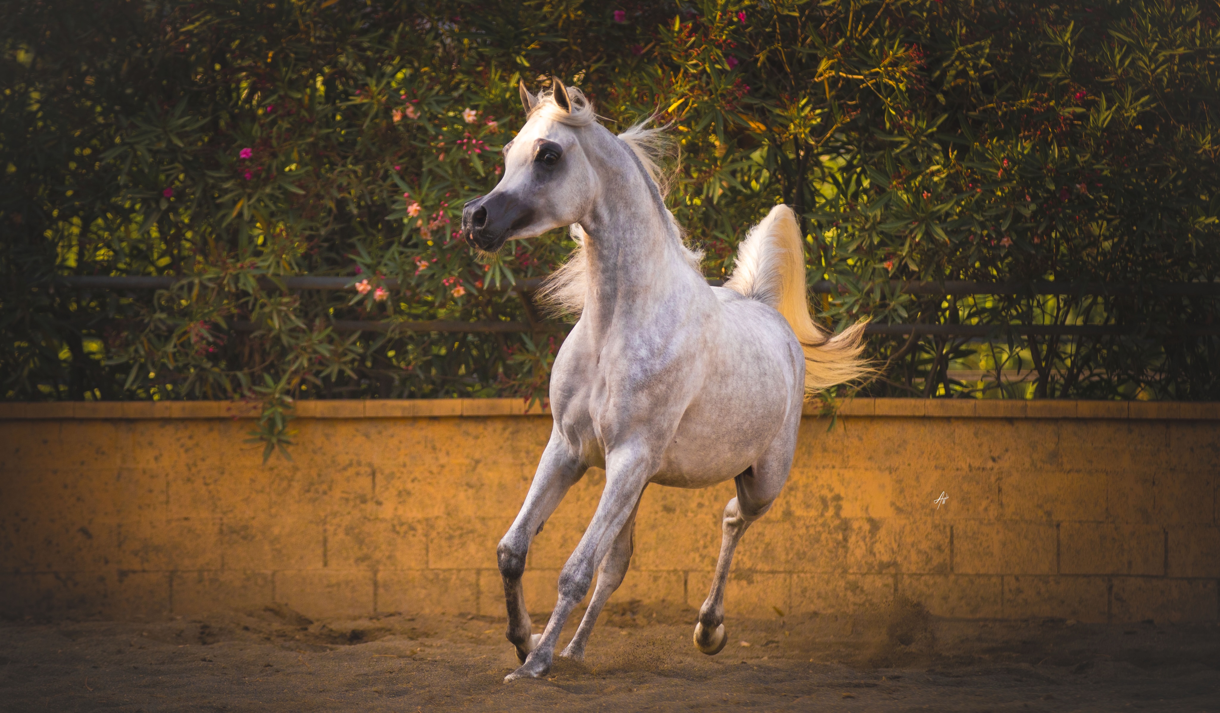 Seiyaar Al Jood: Born From Two Champions
What happens when two champions meet?
Sometimes, the answer is not found in a trophy, a title, or a moment in the show ring.
Sometimes, it is found in the birth of a young stallion carrying the legacy of both.

Born in 2024, Seiyaar Al Jood is the son of D Seraj, Gold World Champion and International Champion, and FM Gloriaa, Bronze World Champion and European Champion.
From his sire comes a lineage shaped by some of the most influential names in modern Arabian breeding. D Seraj, himself a son of the legendary FA El Rasheem, carries forward the legacy of Ladi Veronika, with the distinguished influence of Versace and Nisrs Natevka behind her.
From his dam comes another exceptional branch of Arabian heritage. FM Gloriaa brings the beauty and presence of WH Justice, together with the ethereal qualities of Psity of Angels, a daughter of Psytadel and Nathanya JC.

Two accomplished parents.
Two remarkable bloodlines.
Two legacies converging in one young stallion.
Yet Seiyaar is not simply a reflection of those who came before him.
He is the beginning of something new.
His pedigree gives him a remarkable foundation; his character, development and journey will write the chapters that follow.
For now, we watch him grow with anticipation, proud to see the legacy of two champions carried forward through one young, home-bred stallion.
Two champions. One young legacy.

Proudly bred and owned by Al Jood Stud
Gateway to the Stars
www.aljoodstud.com

@alessioazzaliphotography 📸

#ArabianPurebredStallion #ArabianHorse #Horses #Stallion #PurebredArabianHorse