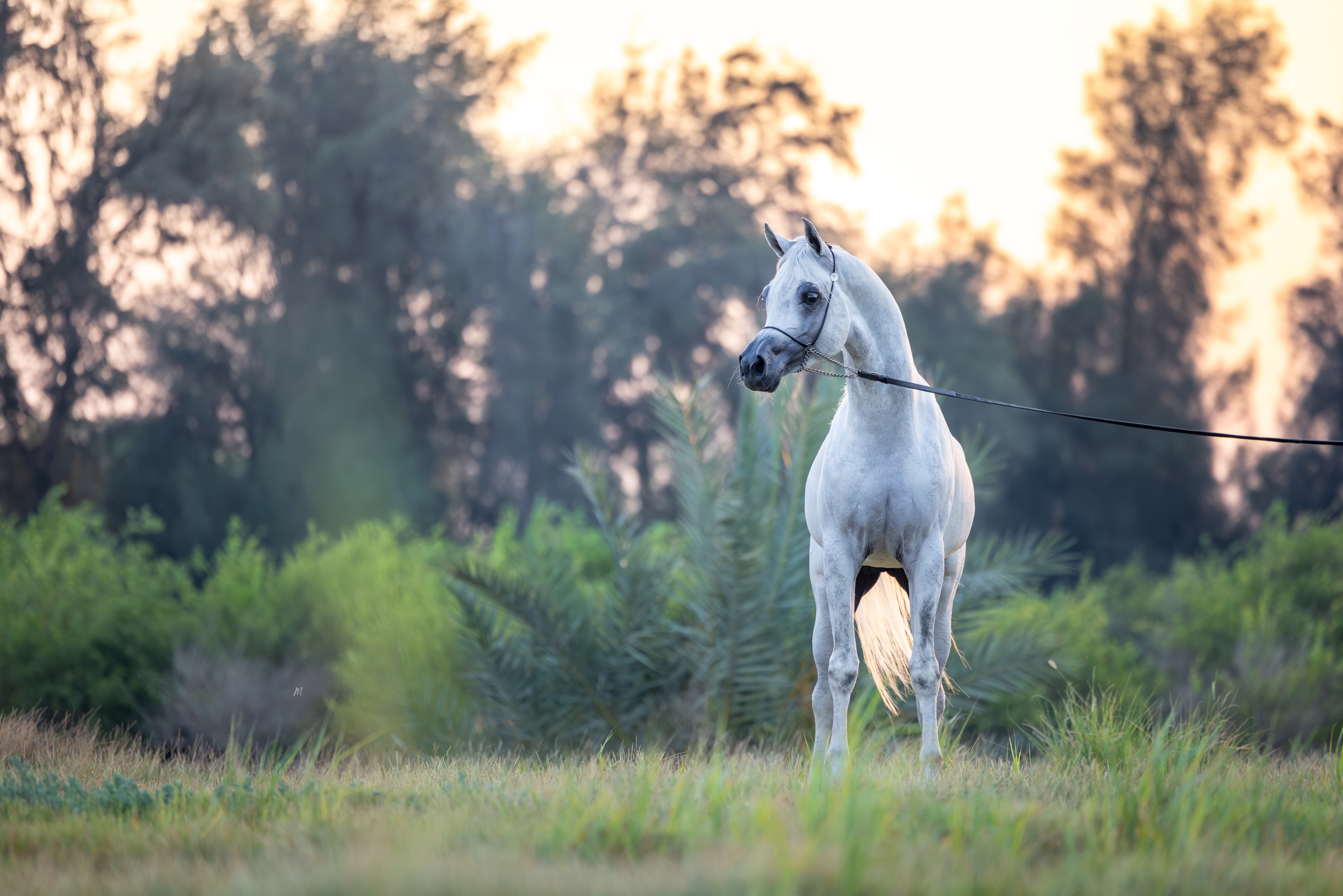 A pedigree is more than a collection of names.
For a breeder, it is a record of choices, generations, hopes and influences. Waiting for the right individual to bring them together and give them a presence of his own.

Meyrath Al Jood is beginning to do exactly that.
This 2022 Straight Egyptian stallion is reaching an age where the promise of youth is gradually becoming something more tangible. His refinement is becoming more defined, his presence more assured, and his character increasingly unmistakable.
Sired by the legendary Sinan Al Rayyan, an exceptional son of Ansata Sinan, and tracing to the beautiful influence of Ansata Sharifa, Meyrath carries a distinguished paternal heritage.
His dam, our homebred Maraam Al Jood, adds a deeply cherished chapter to his pedigree — weaving together the influence of Marajh KA, Alixir through the beautiful RSL Faith, and Thee Desperado through the exotic black mare Rhapsody in Black.

These names tell us where Meyrath comes from.
But standing before him, they begin to tell us something more.
We see the pedigree translated into expression.
Into balance.
Into carriage.
Into presence.
Into that unmistakable quality that cannot be read from a page, but must be experienced in the horse himself.

This is perhaps one of the greatest rewards of breeding: watching generations of influence gradually cease to be names in a pedigree and become something living, individual and unmistakably their own.
Meyrath is not simply carrying his pedigree forward.
He is beginning to give it a presence.
And as he continues to mature, we look forward to seeing even more of his inheritance come to life.

Proudly bred and owned by Al Jood Stud
Gateway to the Stars
www.aljoodstud.com

@photography_maxinewellens 📸

#StraightEgyptianHorse #StraightEgyptian #ArabianStallion #ArabianHorse #HorseBreeder
