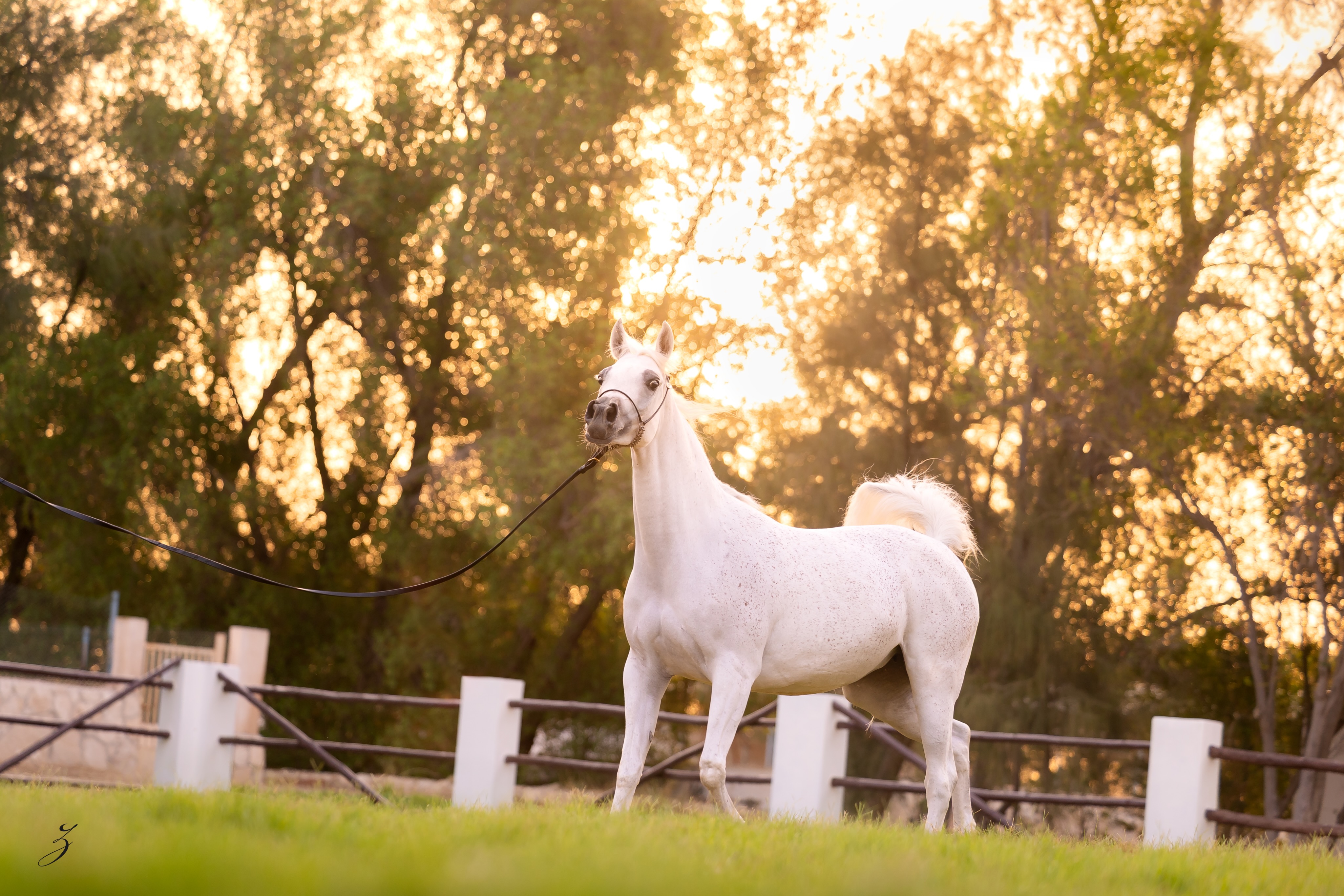 When a Mare Becomes a Beginning

A pedigree can tell us where a mare comes from.
But sometimes, it is only when she is preparing to become a mother that we begin to wonder what she may carry forward.
For Omsia Al Waab, that moment is approaching this coming season.

Foaled in 2018, Omsia carries the distinguished influence of Sinan Al Rayyan (Ansata Sinan × Al Wajba Al Rayyan by Safir) on her sire’s side, while her dam, Shahira Al Nasser (Ashhal Al Rayyan × Bint Saida Al Nasser by Imperial Mahzeer, out of Saida), brings another carefully preserved thread of Straight Egyptian ancestry.
Her pedigree is not simply a collection of celebrated names.
It is the result of generations of thoughtful decisions, influences carefully carried forward, each generation adding something to a story that has been unfolding for decades.

Now, as Omsia prepares to welcome her first foal for Al Jood Stud, another possibility begins to take shape.
Not a finished chapter.
Not an outcome already written.
Just the quiet anticipation of what might be.
Because a mare’s significance is not only found in the pedigree she carries, but in the potential she has to pass that legacy forward.
We cannot yet know what her first foal will bring.
We can only prepare, hope, and trust in the generations that came before her.

And perhaps that is one of the most beautiful parts of breeding:
standing at the edge of a new generation, knowing that the story is about to continue, but not yet knowing exactly how.

Proudly owned by Al Jood Stud
Gateway to the Stars
www.aljoodstud.com

@photography_ziggywellens 📸

#StraightEgyptianArabian #ArabianHorseBreeding #ArabianMare #ArabianHorse #EgyptianArabianHorse
