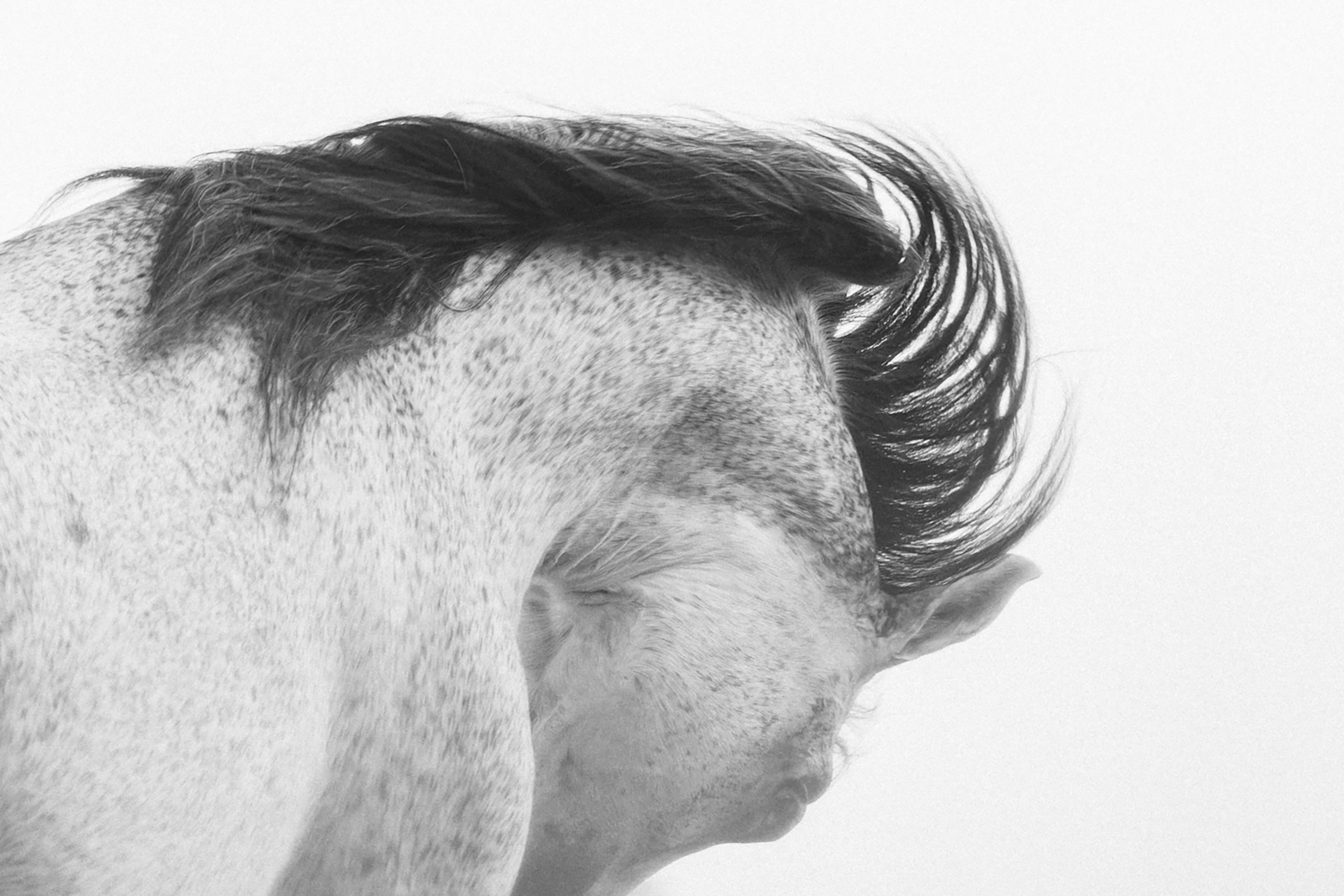 “Where the wind finds its way through the mane, the spirit of the Arabian comes alive.”

Gateway to the Stars
www.aljoodstud.com

@photography_maxinewellens 📸

#ArabianHorse #Horses #HorsePhotography #ArabianHorseBreeder #EquinePhotography