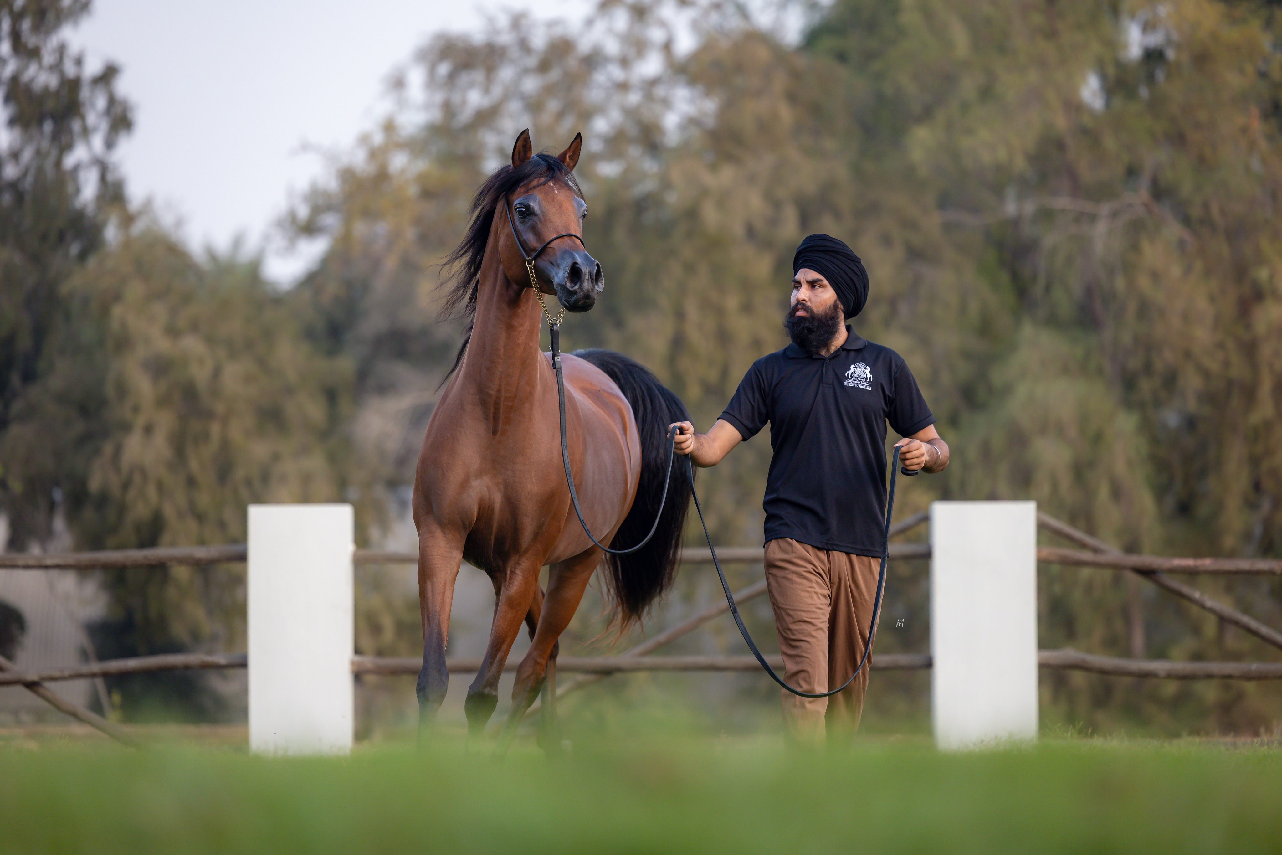 A Pedigree With Somewhere to Go
Some mares carry a beautiful pedigree.
Others make you wonder what that pedigree might become in the next generation.
Masarrah Albidayer is a mare who invites that second thought.

Born in 2018, this striking bay mare brings together two powerful branches of modern Arabian breeding. Her sire is World Champion EKS Elihandro (Marwan Al Shaqab × OFW Psylouette by Padrons Psyche), while her dam, Mashael Albidayer (Psyrasic × Mattaharii by Magnum Chall HVP), carries the same distinguished maternal influence found behind Mozn Albidayer, the World Champion by SMA Magic One out of Mattaharii.
It is a pedigree where the names are familiar, but it is the relationship between them that makes it particularly interesting.
There is the proven excellence of the sire line.
There is the depth of the Albidayer maternal family.
And there is the intriguing possibility of what these influences may become when carried forward through Masarrah herself.

For a breeder, that is where a pedigree becomes more than history.
It becomes possibility.
Masarrah Albidayer is now offered to a discerning home looking beyond the immediate impression, and towards what a mare with this heritage could contribute to the generations still to come.
For further information and private inquiries:
+974 3066 1116
*Mare is located in Qatar.

Owned by Al Jood Stud
Gateway to the Stars
www.aljoodstud.com

@photography_maxinewellens 📸

#ArabianHorse #PurebredArabianHorse #Qatar #QatarArabianHorse #ArabianMare