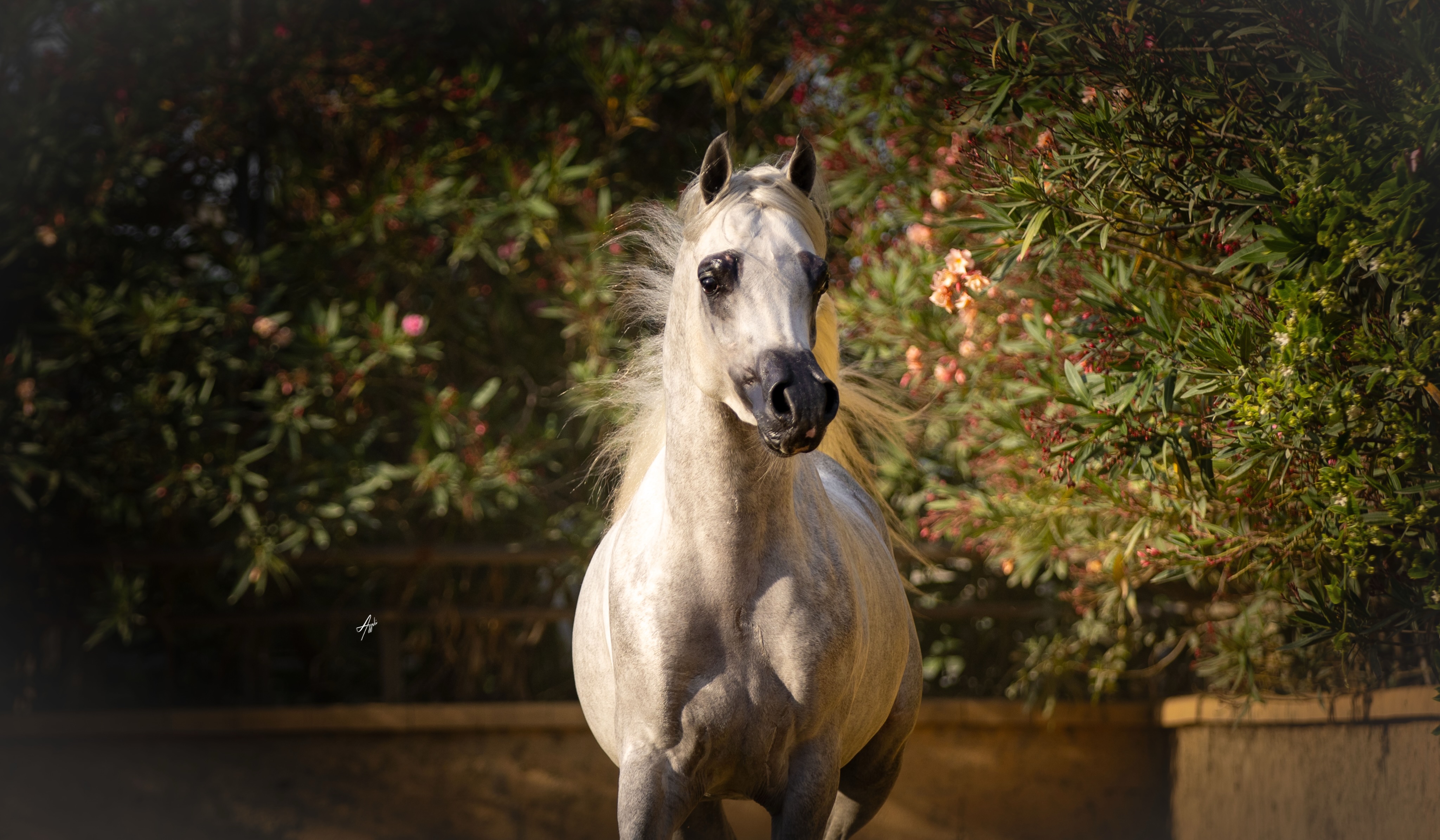 The Legacy, Up Close

Seiyaar Al Jood is beginning to give us those moments making us pause and wonder what his pedigree might become.

Born from two champions, his story brings together two remarkable branches of modern Arabian breeding.
The sire of this 2024 born colt, D Seraj, Gold World Champion and International Champion, carries the extraordinary influence of FA El Rasheem, with the celebrated legacy of Ladi Veronika and, further behind her, the enduring influence of Versace and Nisrs Natevka.
On his dam’s side, FM Gloriaa, Bronze World Champion and European Champion, brings the elegance and presence of WH Justice, alongside the ethereal influence of Psity of Angels, daughter of Psytadel and Nathanya JC.
It is a pedigree filled with horses who have already left their mark.

But standing this close to Seiyaar, the names on the page begin to feel less like history and more like possibility.
There is the expression.
The balance.
The quiet intensity.
The unmistakable character that makes you look twice.

And perhaps that is what makes breeding so compelling.
We can study generations. We can trace champions. We can follow the threads through a pedigree and understand the choices that brought them together.
But eventually, all of that history has to become a horse.

And here he is.
Not yet the finished story.
Not a promise that can be measured today.
But a young stallion beginning to show us, piece by piece, what those generations may have placed within him.

Seiyaar Al Jood.
A pedigree written by champions.
A future still waiting to reveal itself.

Proudly bred and owned by Al Jood Stud
Gateway to the Stars
www.aljoodstud.com

@alessioazzaliphotography 📸

#ArabianStallion #ArabianHorse #PurebredArabian #ArabianBreeding #ArabianHorseBreeding