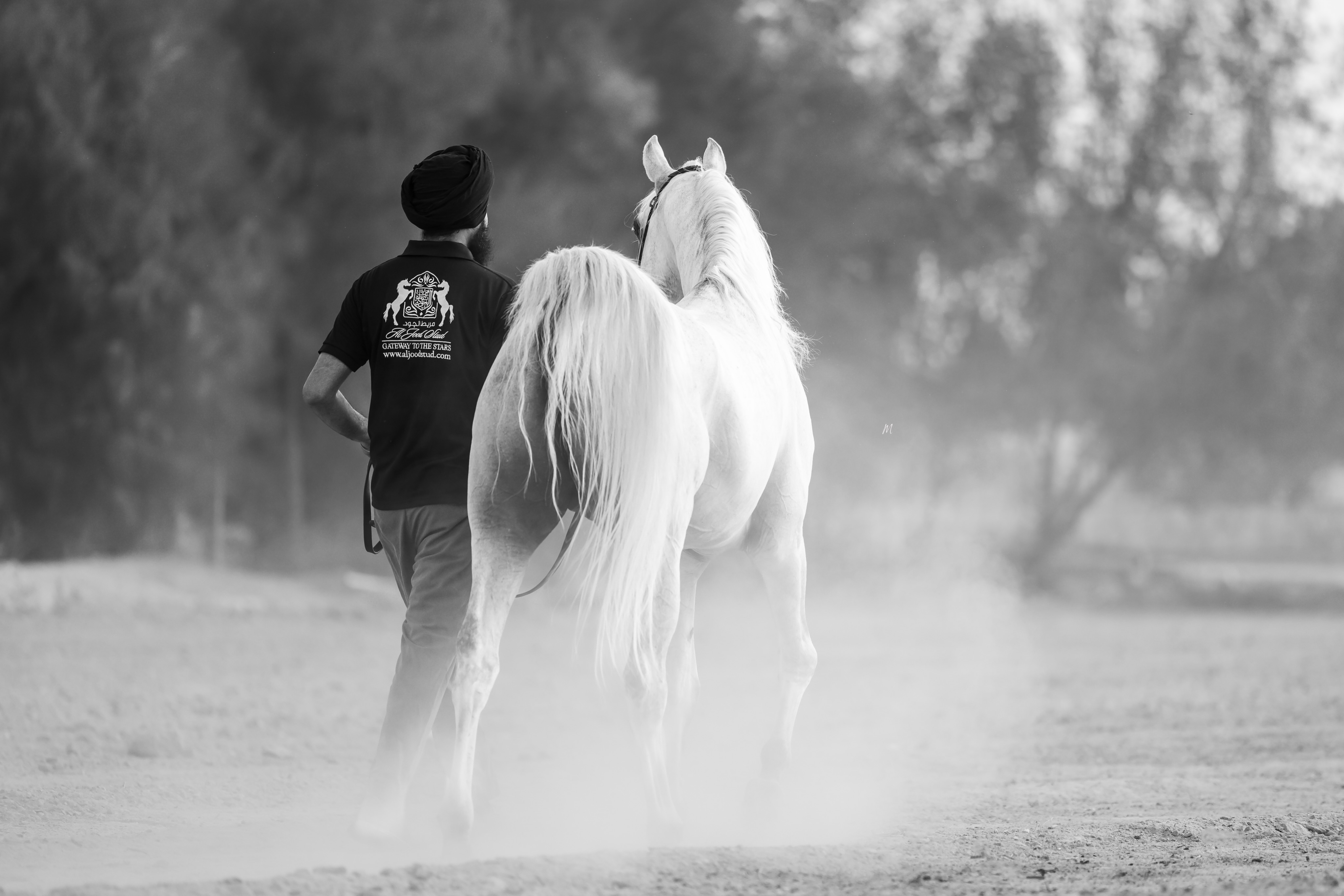 They rarely speak the same language.
Yet somehow, they understand.

A slight movement.
A change in pace.
A hand resting where it should.
A glance that says enough.

The finest partnerships are rarely built in moments of spectacle.
They are built here.

On ordinary paths.
In rising dust.
In the quiet hours when nobody is watching.

At Al Jood Stud, we know that preparing a horse is more than preparing an athlete.

It is learning to listen.

Because before a horse can truly shine beneath the lights,
he must first trust the person walking beside him.

And sometimes, the strongest bond is the one that needs no words.

www.aljoodstud.com
Gateway to the Stars

@photography_maxinewellens 📸

#ArabianHorse #Horses #Horsemanship #HorseHandler #ArabianHorseBreeder