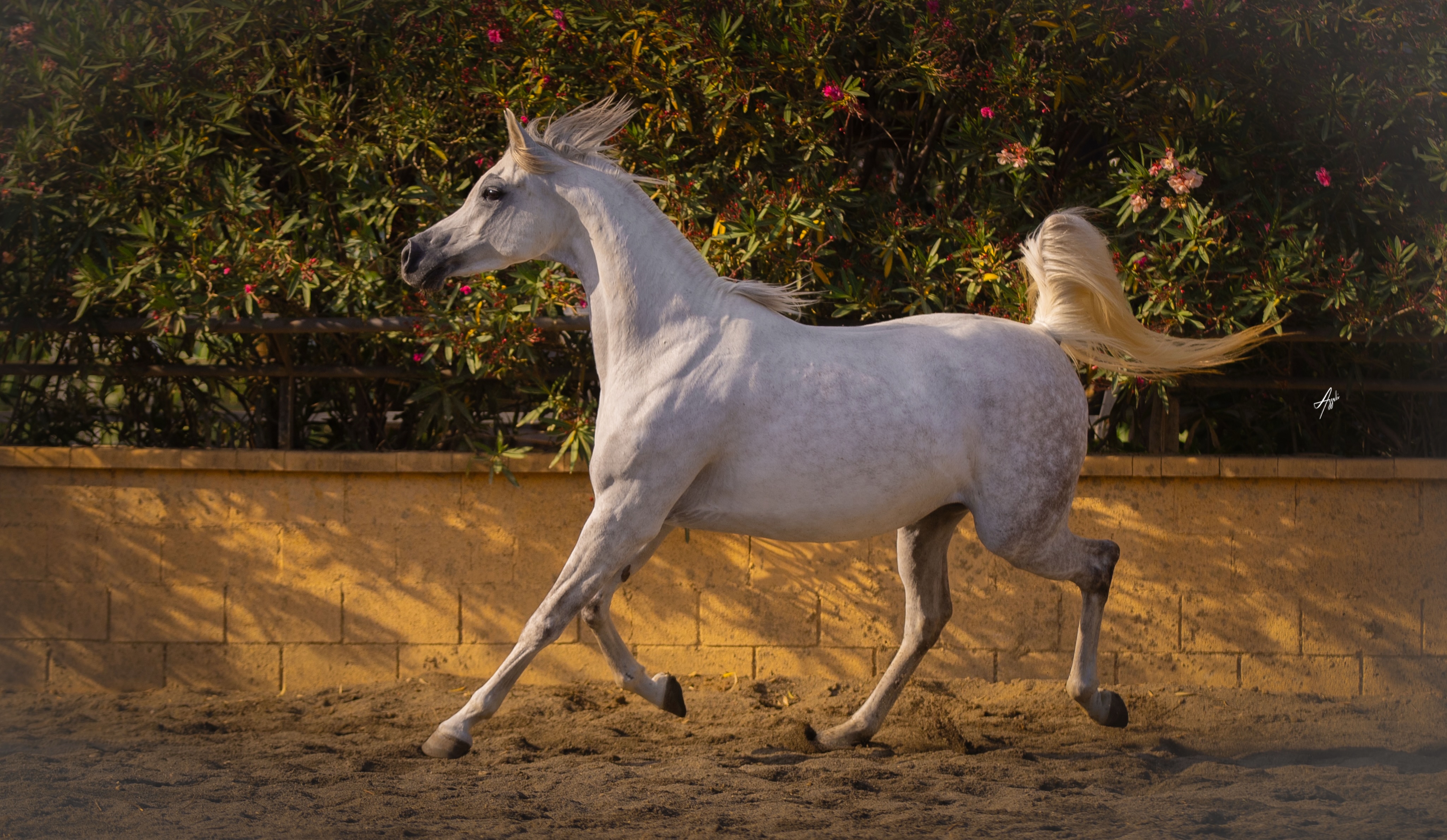 What Comes Next

Every breeding program begins with a question.
Not simply, what do we have?
But what can we create from it?
With Abha Dawahr, that question carries generations of meaning.

A 2018 born daughter of ZT Magnofantasy, out of Gual Alba, she comes from the distinguished breeding of Ses Planes of Mallorca, with the influence of the Abha line woven into her maternal family.
But a pedigree, however beautiful, is only the beginning.

The real excitement lies in what happens when those generations meet again, in a new foal, a new expression, a new combination of qualities that has never existed before.
That is the quiet anticipation surrounding Abha Dawahr.
When she will begin an entirely new chapter as a broodmare.
We do not yet know the face of the foal she will one day bring into the world.
We can only imagine.

And perhaps that is one of the most beautiful parts of breeding the Arabian horse:
The future has not been born yet.
It is simply waiting within the possibilities of the past.
Abha Dawahr, and the story of what comes next.

Proudly owned by Al Jood Stud
Gateway to the Stars
www.aljoodstud.com

@alessioazzaliphotography 📸

#ArabianHorse #PurebredArabian #ArabianBreeding #BreedingForTheFuture #Horses