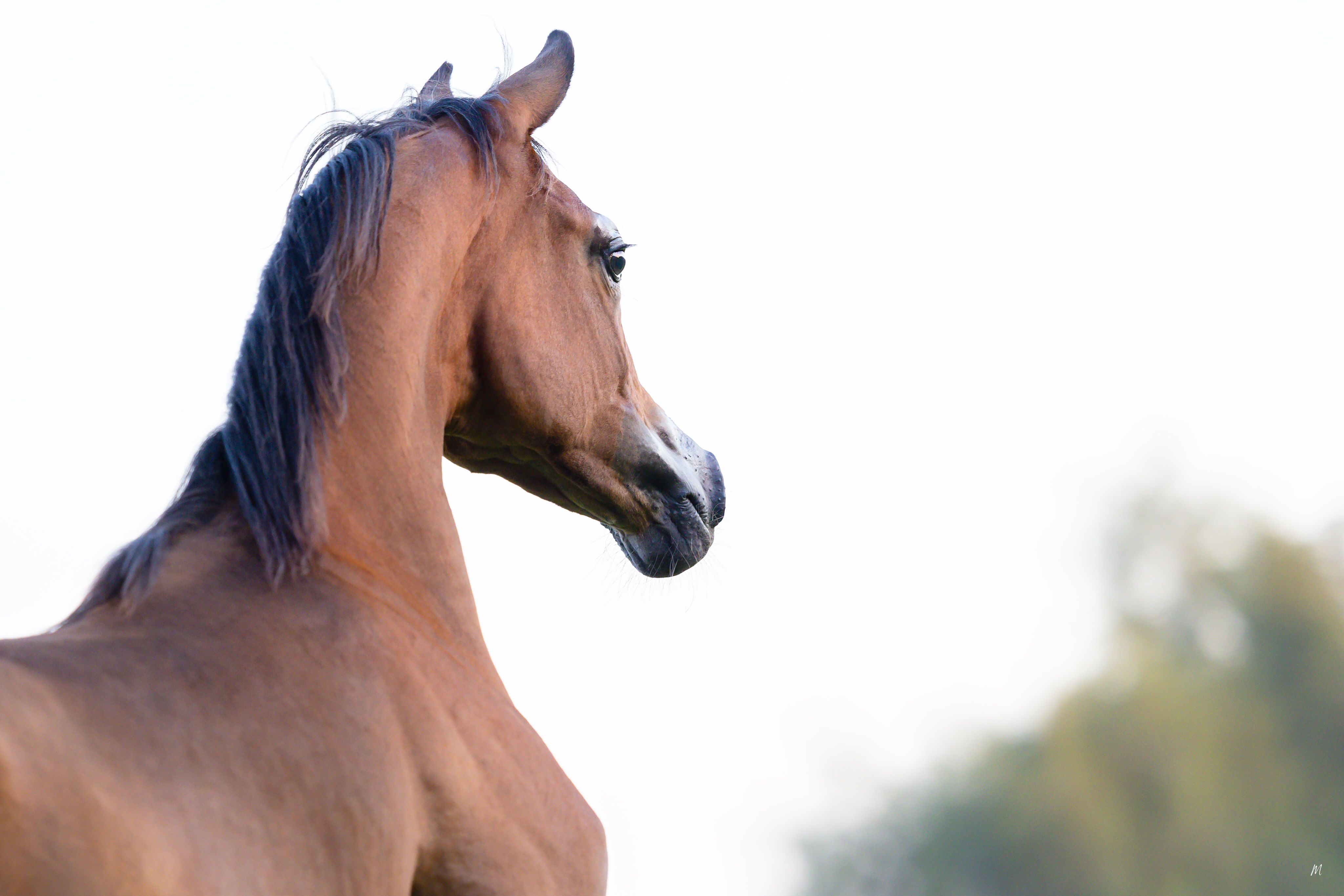 When Promise Takes Shape

There are moments in a young horse’s life when you begin to see more than a foal.
Not because she has suddenly changed, but because little by little, the pieces begin to come together.

For Dana Al Jood, our 2026 born filly, those moments are becoming beautifully apparent.
The playful youngster who once wandered down the path with nothing but curiosity now carries herself with a little more purpose. Her neck reaches higher, her stride becomes more assured, and there is a growing sense of presence in the way she moves through her world.
Perhaps that is one of the most beautiful parts of watching a young Arabian mature, the anticipation of what might be revealed.

Dana is the first daughter of Drahim Al Bahya, sired by the exceptional D Wannas (Fa El Rasheem × D Sayedah by Marajj, out of Ladi Veronika). 
Through her dam, she carries the distinguished influence of AJ Majdan (Vervaldee × Marhnika) and AJ Debaja (Marajj × AJ Djamilja).

A remarkable pedigree, certainly.
But what makes the journey special is seeing that heritage begin to take its own shape.
In Dana, there is already a captivating combination of youthful freedom and growing elegance. A flash of expression. A moment of suspension in the stride. A tail carried with a little more pride.
Small signs, perhaps.
But sometimes the smallest signs are the ones that make you wonder what the future might hold. She has a long way still to travel, and there is no need to know exactly where the road will lead. For now, we are simply enjoying watching Dana Al Jood become Dana Al Jood, one stride, one season, and one beautiful moment at a time.

Proudly bred and owned by Al Jood Stud
Gateway to the Stars
www.aljoodstud.com

@photography_maxinewellens 📸

#ArabianHorse #ArabianFilly #PurebredArabian #ArabianHorseBreeding #ArabianHorseLovers