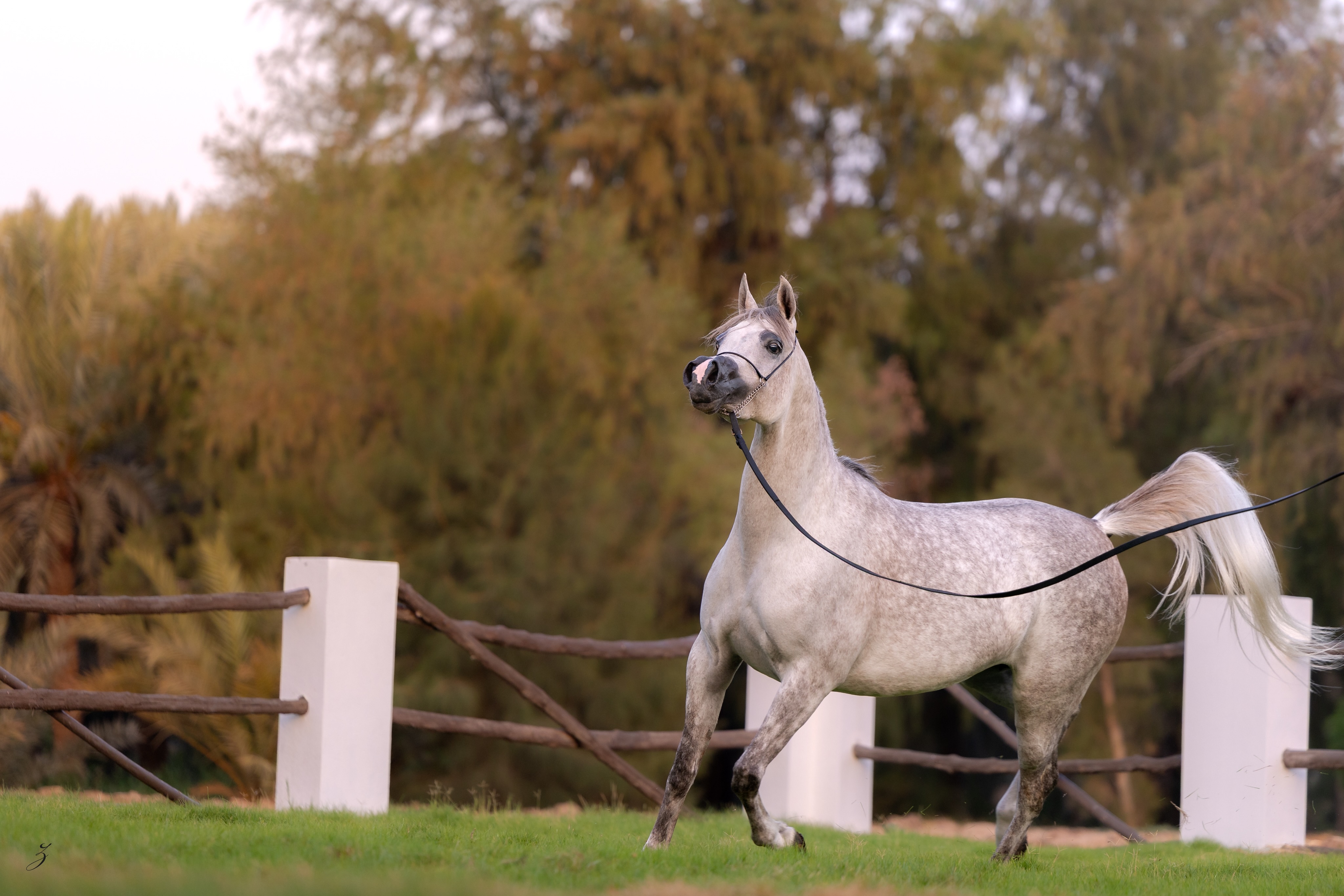 A Daughter Becomes a Mother

Some mares carry an exceptional pedigree. Others begin to turn that pedigree into a legacy of their own. Elba Al Jood is one of those remarkable mares.

One of our treasured Shanghai EA daughters, Elba is sired by the 2019 Silver World Champion Shanghai EA (WH Justice × Salymah), bringing together some of the most admired modern Arabian bloodlines.
Her maternal heritage is equally significant. Her dam, AJ Ebtisam, bred by the renowned Ajman Arabian Stud, is by the Straight Egyptian Al Ayal AA (Al Ayad × The Vision HG) and out of Elettra (Hadidi × Afrodite), making her a maternal sister to the celebrated Shael Dream Desert.

This year, Elba’s story took a beautiful new turn. She became a mother for the very first time, welcoming Etna Al Jood, a captivating 2026 filly by El Tino (DA Valentino × Imprimista CF).

The daughter who once represented the promise of our breeding program now stands beside a daughter of her own.
A new generation has begun.
Elba Al Jood, a remarkable Shanghai EA daughter, a treasured Al Jood mare, and now the mother of Etna Al Jood.
We are proud to watch her story continue.

Proudly bred and owned by Al Jood Stud
Gateway to the Stars
www.aljoodstud.com

@photography_ziggywellens 📸

#ArabianHorse #ArabianMare #PurebredArabian #HorseBreeding #QatarArabianHorse