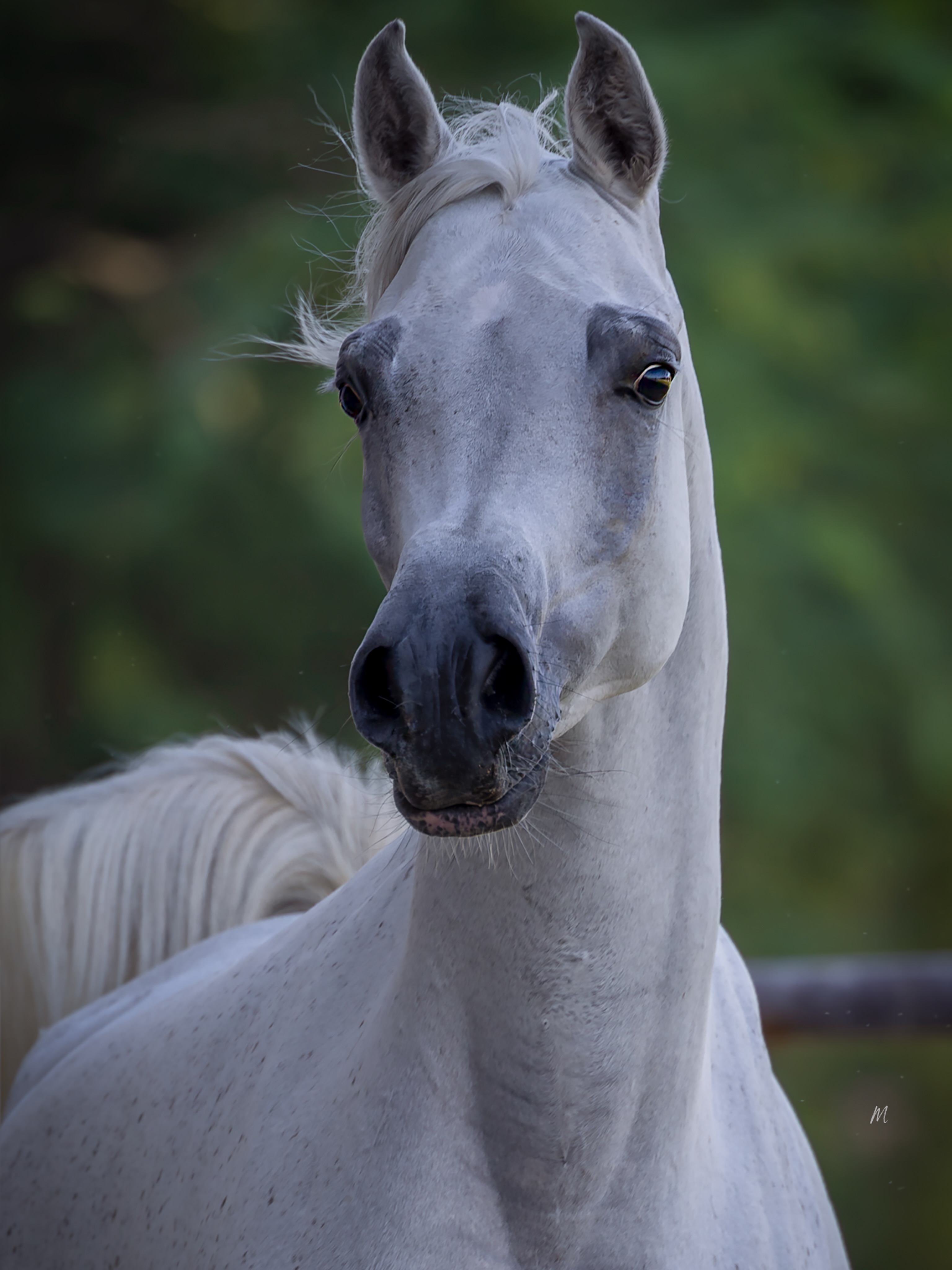 There is something quietly compelling about a mare whose story leaves room for questions.
What might she contribute?
What might another generation reveal?
And which possibilities have not yet been explored?

Theia Al Jood, a 2021 grey mare, is an intriguing place to begin.
Her sire, the Straight Egyptian Kayaan Al Waab, is by Sinan Al Rayyan and out of Bahriya Al Waab by Ashhal Al Rayyan.
On her dam’s side comes Luminesa, by Lumiar Amadeus and out of WA Marlaina Lee by Bey Shah.

It is an ancestry that brings together distinct strands rather than following a single familiar thread, and perhaps that is where its interest lies.
For the discerning breeder, sometimes the most interesting opportunities are not the ones that arrive with everything already decided, but those that leave something to discover.

Theia Al Jood, is available as a special opportunity from Al Jood Stud. Those interested are welcome to contact us privately for further information (+974 3066 1116).

Proudly bred and owned by Al Jood Stud
Gateway to the Stars
www.aljoodstud.com

@photography_maxinewellens 📸

#ArabianHorse #ArabianHorses #ArabianHorseBreeding #QatarArabianHorse #ArabianMare