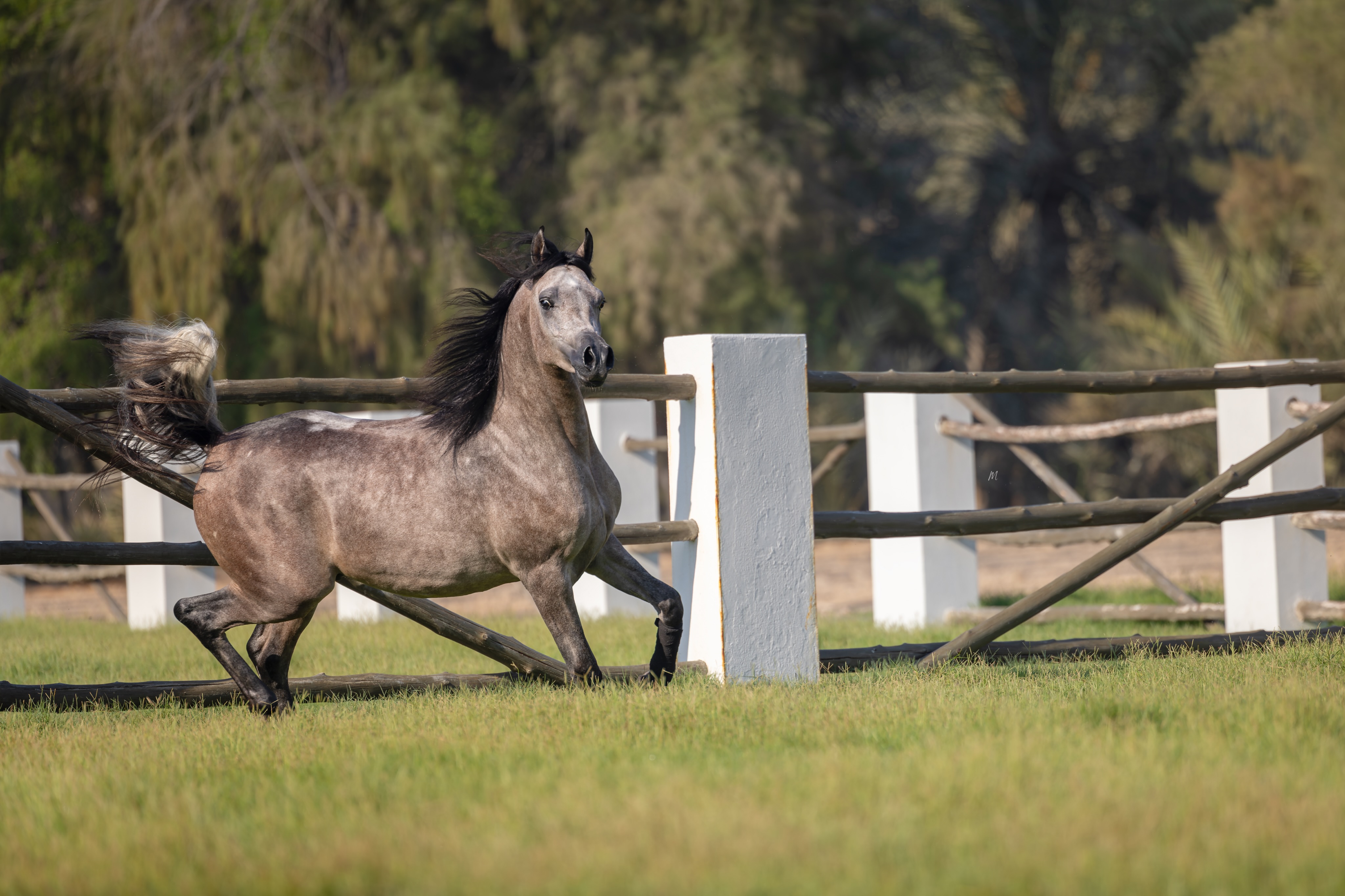 WHERE HORSES BECOME THEMSELVES

There is another side to a young horse that no pedigree can describe.
It is found beyond the show ring, away from the expectations and the measured gaze, in the simple freedom of a pasture.

Here, Harib Al Jood is simply a young horse, moving through the grass, exploring his surroundings, finding his balance and gradually revealing the character that will one day define him.
Yet even in these unguarded moments, his origins remain unmistakable.
Born in 2025, Harib is sired by Harbi Al Adwan, the 2021 Bronze World Champion Senior Stallion, tracing through Asfoor Al Waab (Barraq El Alya × Sara Aljazira by Adnan) and Wadha Al Adwan (Fayad Al Fayyad × Platinum Psylouette by EA Echstravagant).
His dam, Sultanat Al Shaqab, the 2015 Silver World Champion Yearling Filly, is a full sister to Platinum World Champion Kahil Al Shaqab and World Champion Wadee Al Shaqab, bringing together the blood of Marwan Al Shaqab (Gazal Al Shaqab × Little Liza Fame by Fame VF) and OFW Mishaahl (Mishaah × OFW Balarina by RSD Dark Victory).

A pedigree tells us where a horse begins.
But it is in moments like these, in growth, in movement, in temperament, in the quiet discovery of his own way of going, that a young horse begins to tell us who he is.
Harib Al Jood is still becoming.
And perhaps that is the most fascinating part.

Proudly bred and owned by Al Jood Stud
Gateway to the Stars
www.aljoodstud.com



#ArabianHorse #HaribAlJood #ArabianColt #HorseBreeding #ArabianBreeding