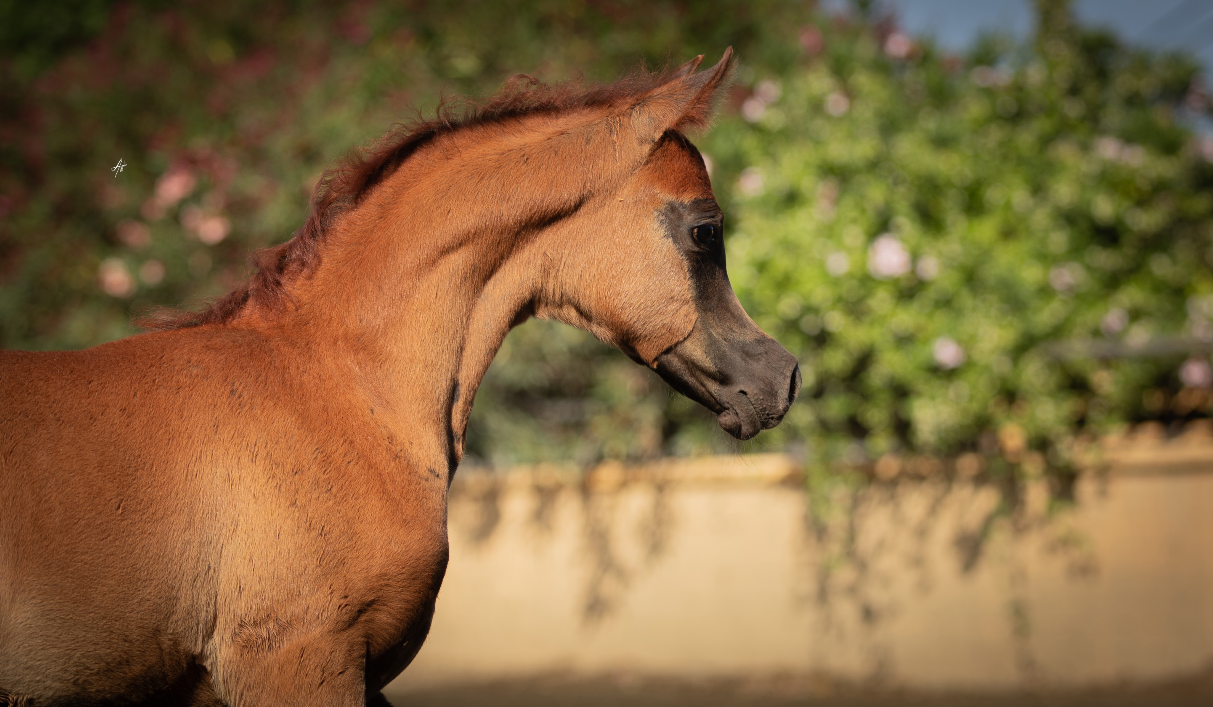 Warda, in profile.

There are photographs where a young horse simply looks beautiful.
And then there are those where you find yourself studying the details.
The shape of the eye.
The length of the neck.
The softness of the expression.
The unmistakable look of a filly who is beginning to show us who she is.

Warda Al Jood, born 2026, is the second daughter of our beloved Włodawa. Warda’s sire, International Champion AJ Kafu, is by Shanghai EA and out of AJ Kahayla, by QR Marc (Marwan Al Shaqab × Swete Dreams) and the legendary Polish mare Kwestura (Monogramm × Kwesta).
On her maternal side, Warda returns to the Polish foundation carried by Włodawa, Pomian × Pilar by Fawor, with the further influence of Ekstern, Alegro, Banat and distinguished Polish families woven through her pedigree.

Her sister Walha Al Jood, born in 2023 by Shanghai EA, gave us our first glimpse of what Włodawa could produce with this exceptional sire line.
Now Warda offers another interpretation.
The same maternal foundation.
Shanghai EA appearing again, this time through his son AJ Kafu.
And a face that already feels distinctly her own.
Perhaps that is what makes a pedigree truly interesting, not simply recognising the names within it, but watching them become visible in a living horse.

Warda Al Jood.
Still growing.
Already making an impression.

Proudly bred and owned by Al Jood Stud
Gateway to the Stars
www.aljoodstud.com

@alessioazzaliphotography 📸

#ArabianHorse #PurebredArabian #ArabianFilly #PolishArabian #ArabianBreeding