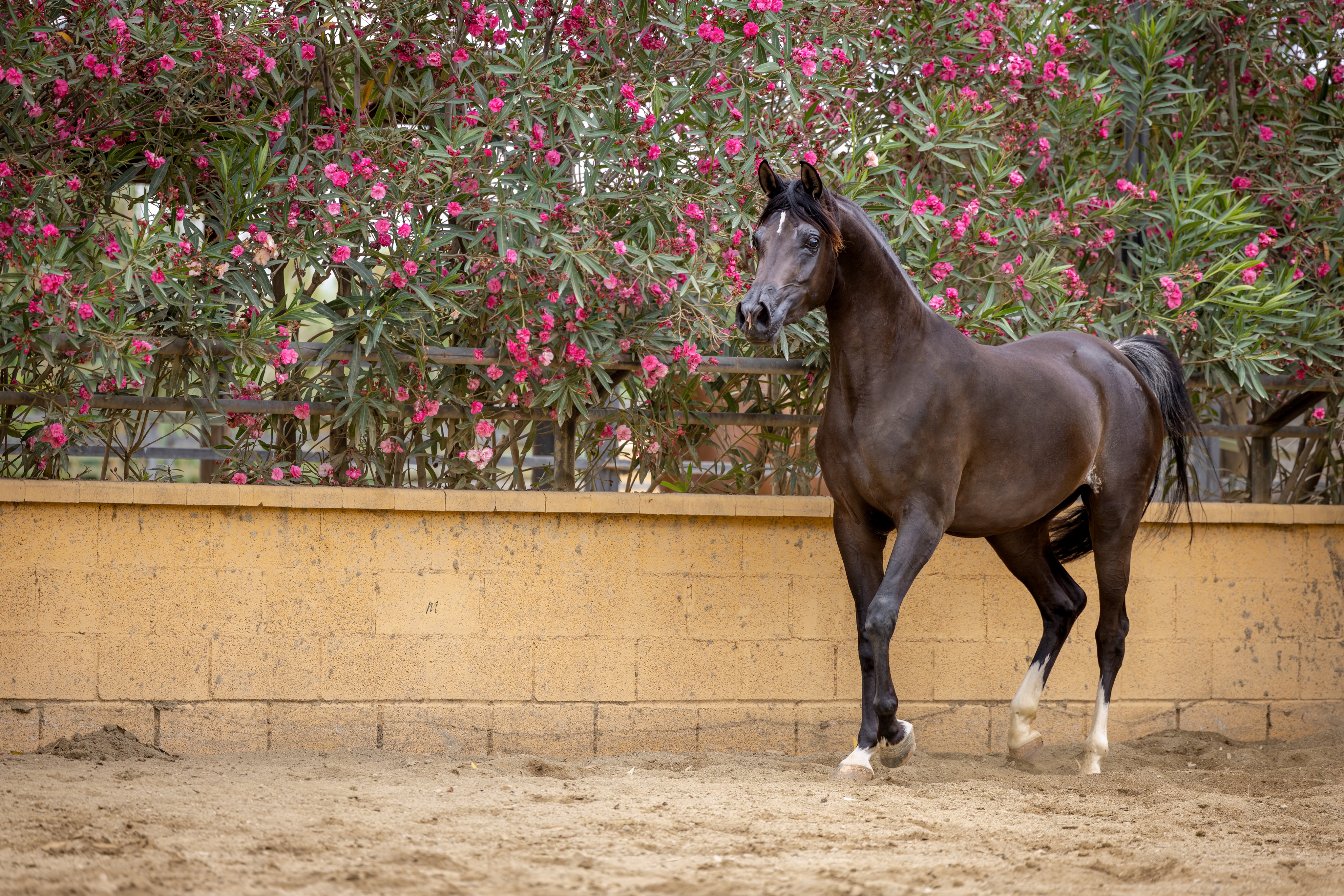Some moments in a breeding program feel quietly significant.
For Hadiyah Al Jood, this was one of them.

The 2022 born Straight Egyptian mare, home-bred by Al Jood Stud, has welcomed her first foal this year, an exciting colt sired by Naseem Al Rashediah.

From Qaysar Al Jood and Alixir through Rhapsody in Black (Thee Desperado x Aliashahm Ra by Ruminaja Ali), and from her dam Hadiya Al Shahania, descending from Al Adeed Al Shaqab and Johara Al Naif (Ansata Shalim x Al Johara by Prince Fa Moniet), Hadiyah carries a pedigree shaped by some of the most treasured lines within the Straight Egyptian Arabian.

Now, that heritage has taken on a new form.
Her first colt is more than the next generation on paper. He is the first chapter of Hadiyah’s own story as a mother, and a glimpse of what her place within the Al Jood breeding program may become.
A new life has stepped through the gate.
And this time, Hadiyah is the one who opened it.

Proudly bred and owned by Al Jood Stud
Gateway to the Stars
www.aljoodstud.com

@photography_maxinewellens 📸

#StraightEgyptianHorse #ArabianHorse #Horses #ArabianMare #PurebredArabianHorse