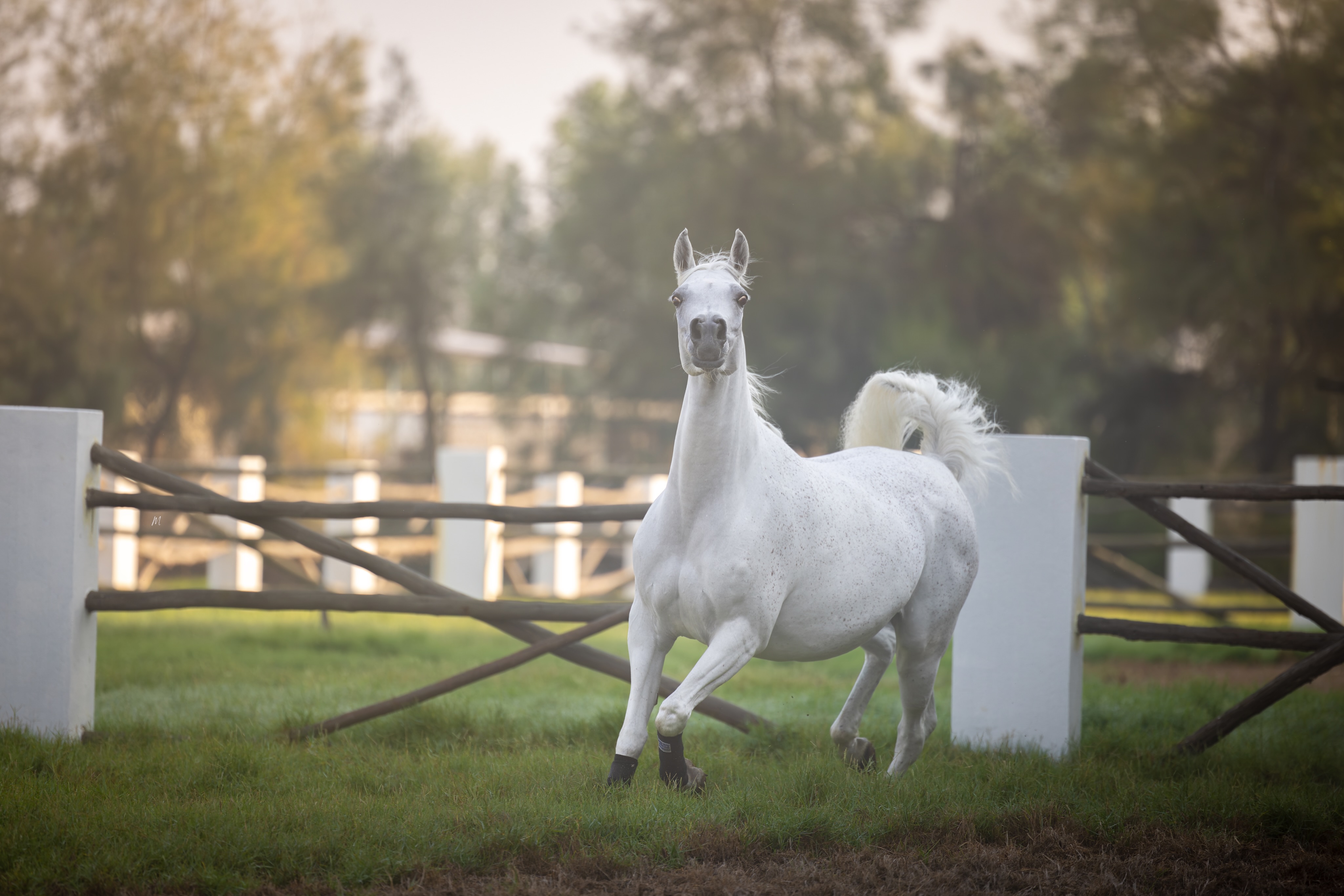 Inheritance Is Not Repetition

A pedigree tells us what has been carried forward.
But breeding has never been about making the past appear again.
It is about discovering what happens when generations meet in a new individual, when familiar names, carefully preserved influences, and something entirely new occupy the same space.

This is where our straight Egyptian mare Omsia Al Waab becomes particularly interesting. 
Foaled in 2018, Omsia carries Sinan Al Rayyan (Ansata Sinan × Al Wajba Al Rayyan by Safir) as her sire, while her dam Shahira Al Nasser (Ashhal Al Rayyan × Bint Saida Al Nasser by Imperial Mahzeer, out of Saida) brings another significant thread of Straight Egyptian ancestry into the conversation.

Yet the most intriguing part of her pedigree may not be found in any single name.
It is found in what those names might become when carried forward through her.

As her first foal for Al Jood Stud approaches, we are not looking for a replica of what came before. We are waiting to see what the next generation will make of everything it has been given.
That is the quiet fascination of breeding.

Inheritance provides the vocabulary.
The next generation writes its own sentence.
And Omsia’s next sentence is almost ready to begin.

Proudly owned by Al Jood Stud
Gateway to the Stars
www.aljoodstud.com

@photography_maxinewellens 📸

#StraightEgyptianArabian #StraightEgyptian #ArabianHorseBreeding #ArabianMare #EgyptianArabianHorse