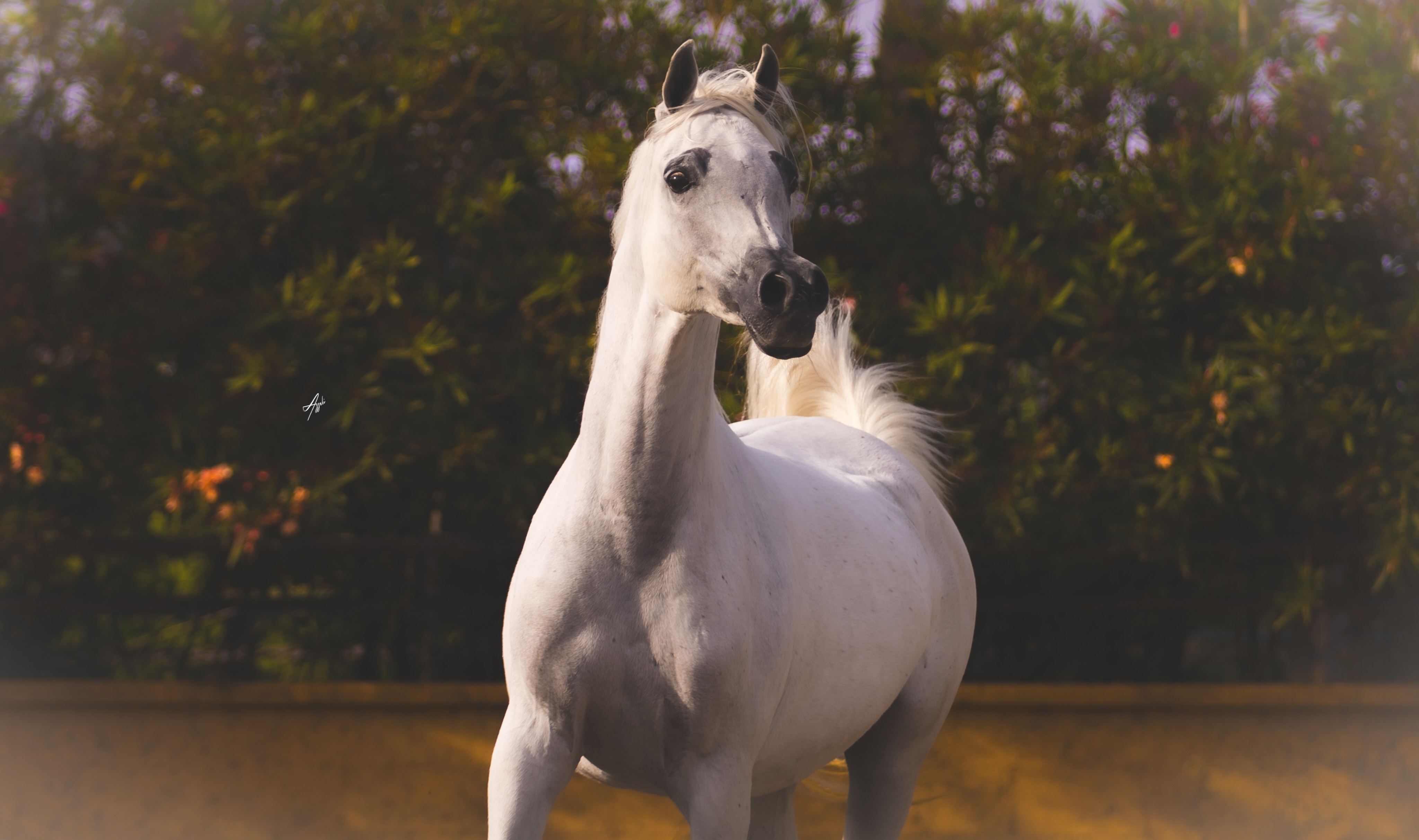 EKSTERNA — An Eternal Beauty

Some mares seem to carry their history quietly. Others make it impossible to overlook.

Born in 2005, Eksterna is one of the distinguished daughters of the great Polish stallion Ekstern (Monogramm × Ernestyna by Piechur), carrying forward the remarkable Polish E-line through her beautiful dam Emanta (Pamir × Emanacja by Eukaliptus), a branch reaching back to the celebrated Estokada.

Her own show career speaks for itself, with championship honours gathered across Poland and Spain, including Gold, Silver and Bronze Championships.

But perhaps the most meaningful measure of a mare is found not only in what she has achieved, but in what begins to appear through her daughters. Among them is Khawla Al Jood, by Ghaly Al Hawajer, a daughter through whom Eksterna’s influence continues to take on a new expression. Khawla is now available for purchase through Tolra Training Center in Spain, offering breeders the opportunity to welcome a piece of this distinguished family into their own program. For more information on Khawla Al Jood, please be invited to contact Bernat Tolra at +34653997375

A mare of history.
A mare of presence.
And, truly, an eternal beauty.

Proudly owned by Al Jood Stud
Gateway to the Stars
www.AlJoodStud.com

@alessioazzaliphotography 📸

#ArabianHorse #ArabianMare #ArabianHorseBreeder #PurebredArabianHorse #PolishArabianHorse