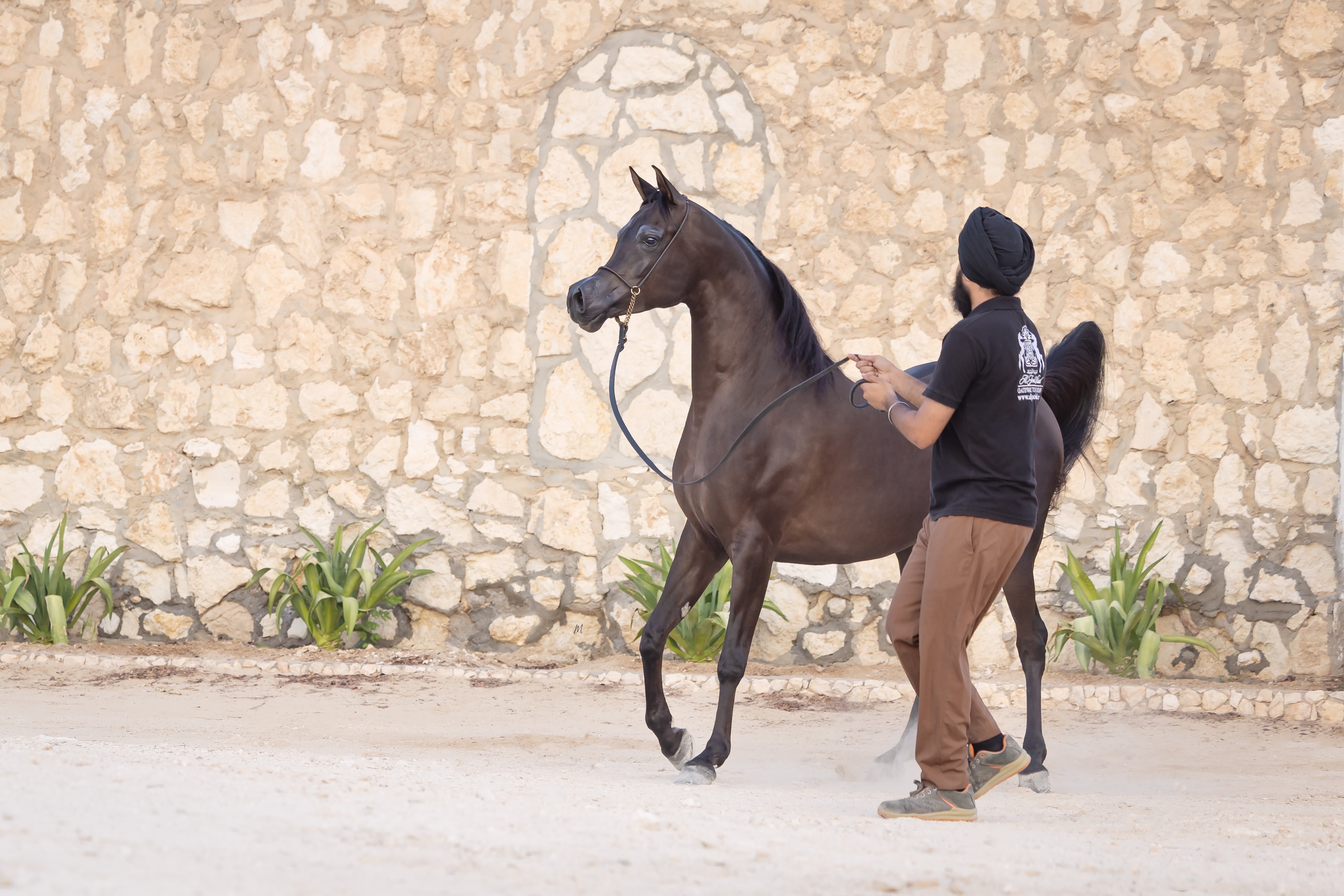 The Mare Behind the Beginning

Before Dana Al Jood began to reveal herself, there was Drahim Al Bahya.
Every young horse eventually carries something that belongs to the mare who raised her, not only in conformation or blood, but in the details that cannot be measured so easily. The expression, the sensibility, the way of standing, the manner in which a young horse meets the world.

For Drahim, motherhood has become an important part of her own place within the Al Jood Stud program.

Her daughter Dana is the first daughter of Drahim Al Bahya, sired by D Wannas (Fa El Rasheem × D Sayedah by Marajj, out of Ladi Veronika). Through Drahim, Dana also brings the influential presence of AJ Majdan (Vervaldee × Marhnika) and AJ Debaja (Marajj × AJ Djamilja) into the next generation.

And perhaps this is where breeding becomes most fascinating.
A mare does not simply pass a collection of names forward. She filters them through herself.
What was once held within Drahim is now beginning to take a different form in Dana, a new arrangement, a new character, a new interpretation of the same carefully chosen influences.

Watching Drahim today, there is something particularly rewarding in knowing that her story within our breeding program is no longer hers alone.
It has begun to appear in another set of eyes.
Another neck.
Another stride.
And, in time, perhaps another generation waiting beyond her.

Drahim Al Bahya, a mare becoming part of the future of Al Jood Stud, one daughter at a time.

Proudly bred and owned by Al Jood Stud
Gateway to the Stars
www.aljoodstud.com

@photography_maxinewellens 📸

#ArabianHorse #ArabianMare #ArabianHorseBreeding #QatarArabianHorse #PurebredArabian