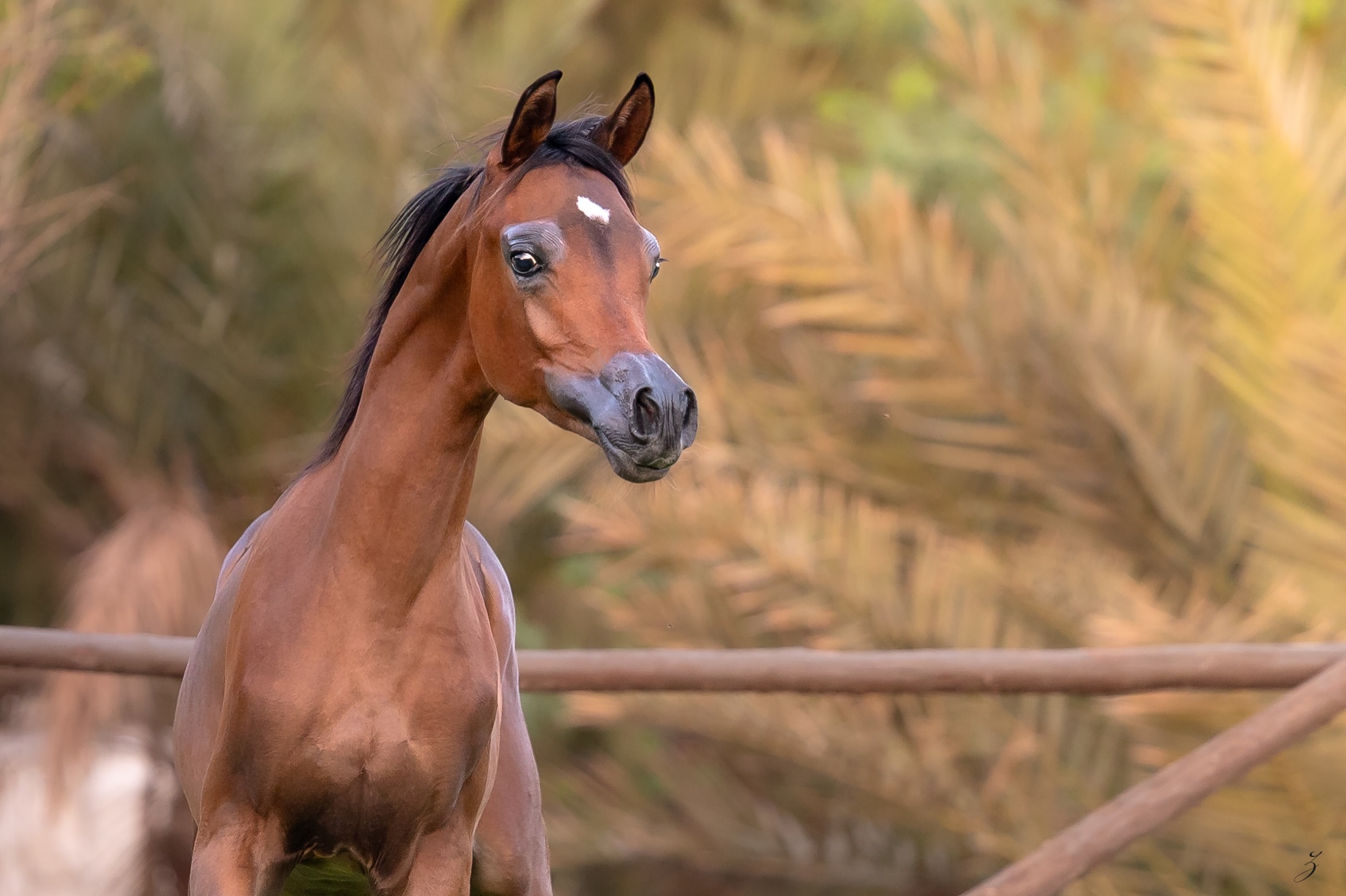 The First Signs of Her Own Language

Dana Al Jood is beginning to develop a way of carrying herself that is entirely her own.
Not dramatic. Not hurried. Just those increasingly unmistakable details that catch your attention when you spend enough time watching a young horse grow, the particular set of the neck, the alertness behind the eye, the way she gathers herself before moving forward.
At this age, nothing is finished. And perhaps that is what makes these glimpses so intriguing.

Our 2026 born Dana Al Jood is the first daughter of Drahim Al Bahya. Dana is sired by D Wannas (Fa El Rasheem × D Sayedah by Marajj, out of Ladi Veronika). Whilst through her dam come the influential lines of AJ Majdan (Vervaldee × Marhnika) and AJ Debaja (Marajj × AJ Djamilja).

There is plenty to recognise in those names. 
Yet standing in front of Dana, the pedigree begins to feel less like a list of ancestors and more like a collection of ingredients, some already visible, others perhaps still waiting for their moment.
What we see today is a filly with an increasingly distinctive presence. Curious, watchful, beautifully expressive, and beginning to carry her youth with a little more self-assurance.

The most interesting part may be that she is not simply growing larger.
She is becoming more specific.
And that is something worth watching.

Proudly bred and owned by Al Jood Stud
Gateway to the Stars
www.aljoodstud.com

@photography_ziggywellens 📸

#ArabianHorse #QatarArabianHorse #ArabianFilly #PurebredArabian #ArabianHorseBreeding