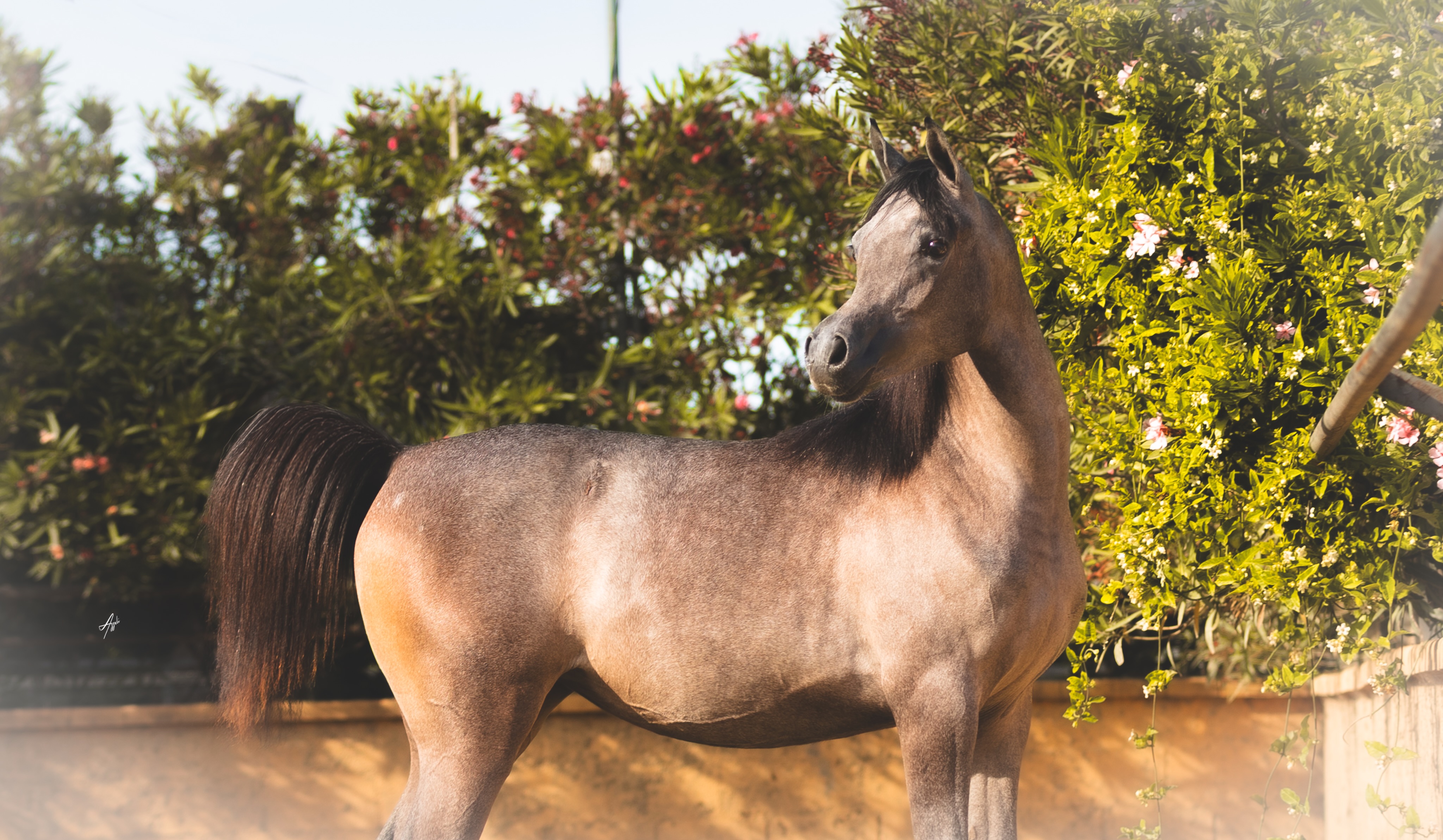 The Lines She Carries, the Future She May Shape

Some pedigrees draw the eye backwards, towards the horses who altered the course of a breed. Others invite us to look forward, curious to see how their influence may find expression in a new generation.

Khawla Al Jood belongs to the latter story.
Born in 2025, this filly brings together two distinguished currents of Arabian breeding. Her sire, Ghaly Al Hawajer (Dominic M × Ghaliyah Al Hawajer by Fa El Rasheem), unites the unmistakable influence of Dominic M with the celebrated blood of Fa El Rasheem.

Through her dam, Eksterna, Khawla reaches into the treasured Polish tradition: the incomparable Ekstern, by Monogramm out of Ernestyna, and Emanta, by Pamir out of Emancja by Eukaliptus. These are names that speak not merely of ancestry, but of the discerning decisions through which generations of Arabian horses have been shaped.

In Khawla, these two histories meet without becoming the same story. Hers is still unfolding, one that will be written through the qualities she develops and, perhaps one day, the influence she passes onward.

For breeders considering the possibilities within this pedigree, Khawla Al Jood is available for purchase and currently located at Tolra Training Center in Spain. For further information, please contact Tolra Training Center directly at +34653997375.

Proudly bred and owned by Al Jood Stud
Gateway to the Stars
www.aljoodstud.com

@alessioazzaliphotography 

#ArabianFilly #ArabianMare #PolishArabianHorse #ArabianHorse #PurebredArabianHorse